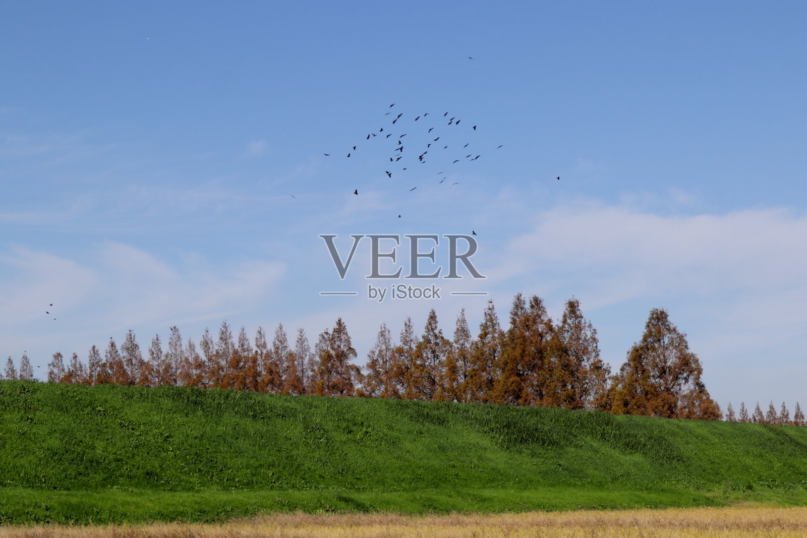 日本埼玉县的彩色叶子照片摄影图片