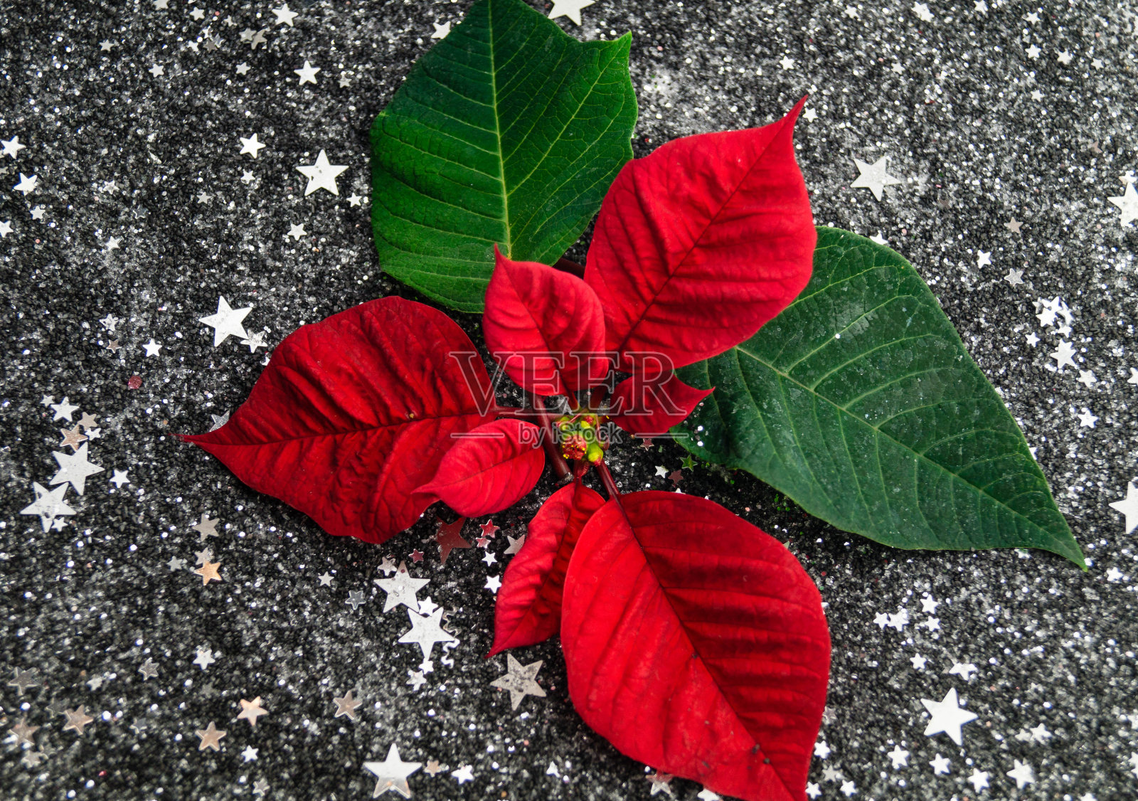 大戟鸡胸[意大利语照片摄影图片