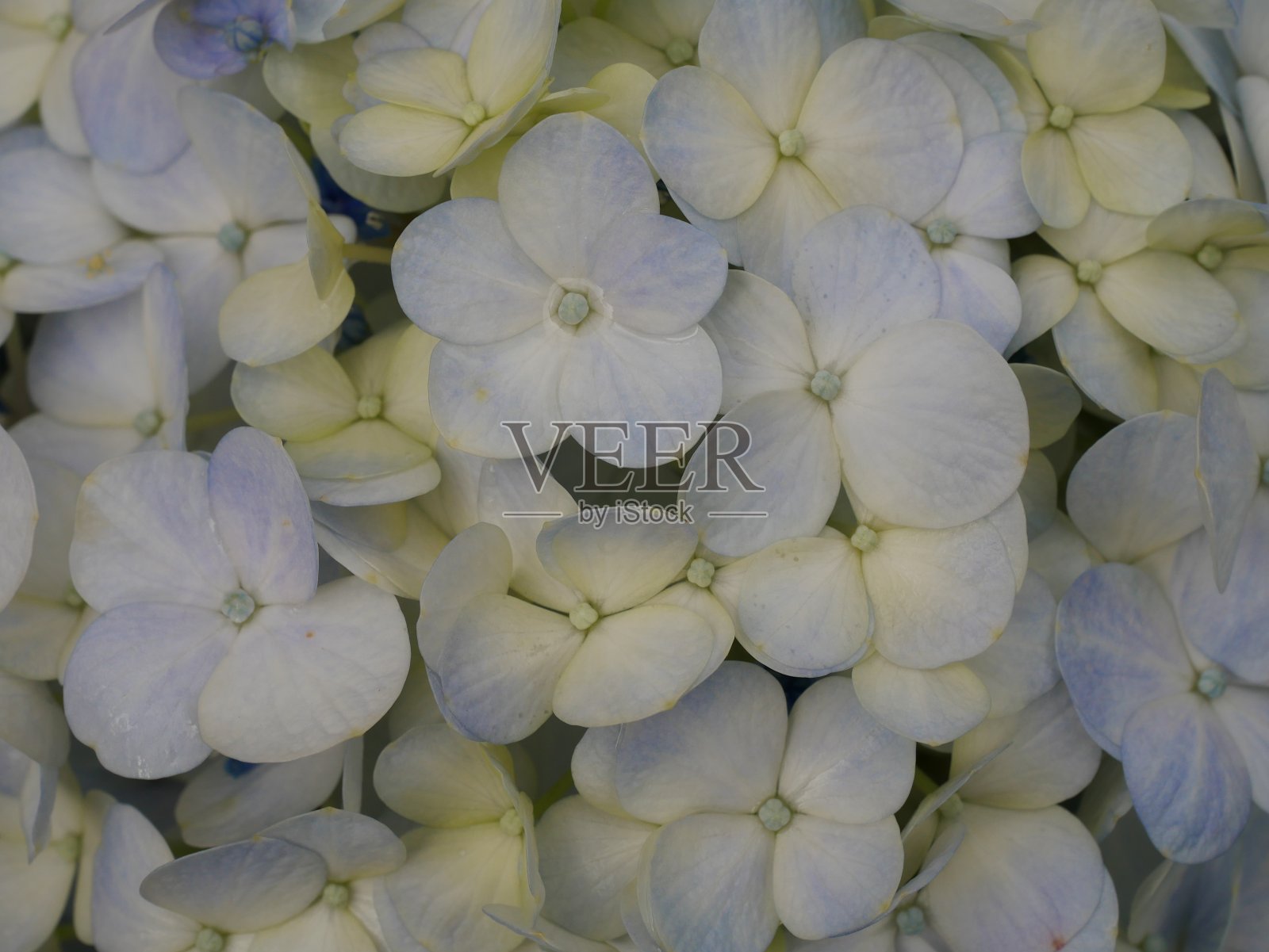 绣球花在Nantucker照片摄影图片