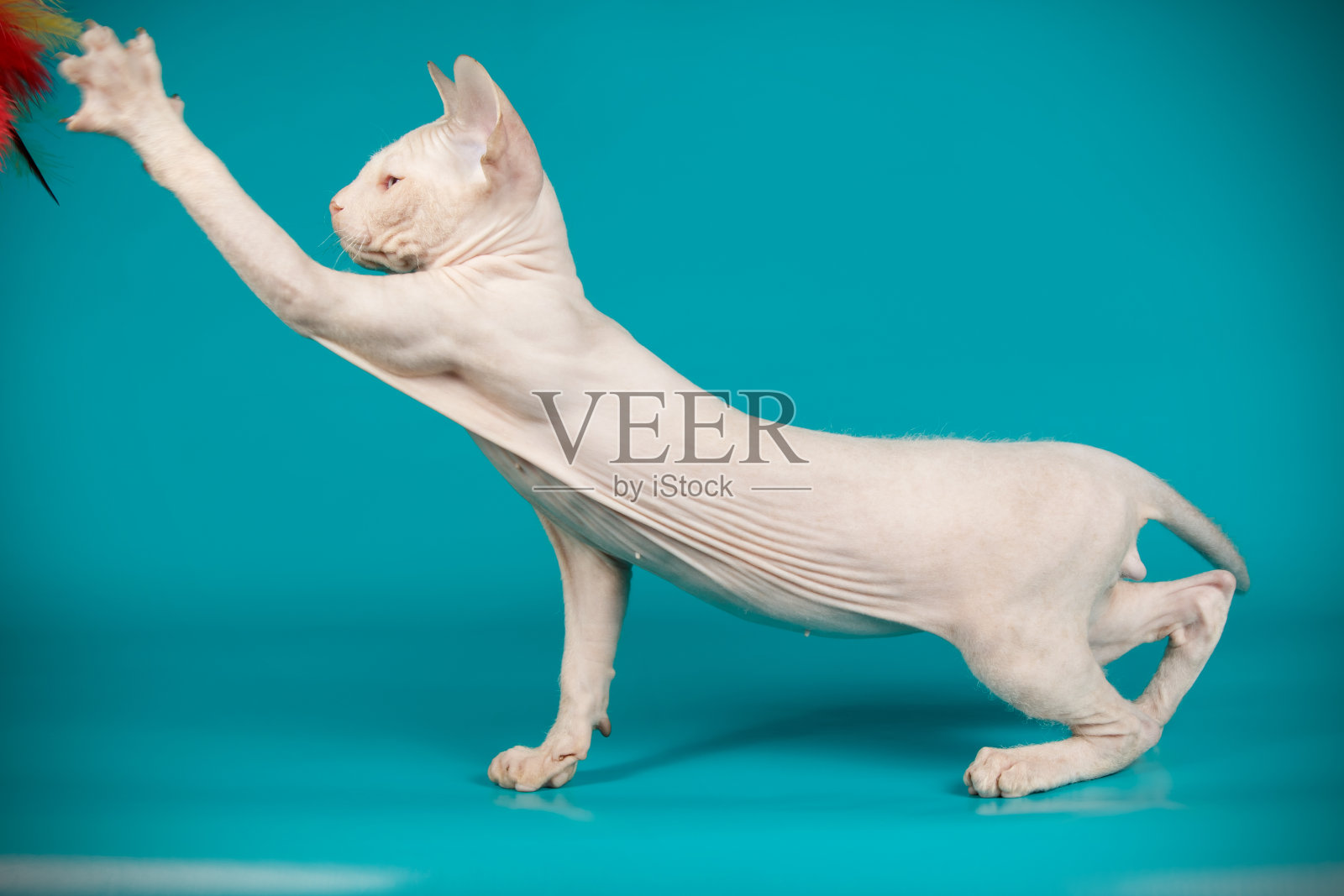 唐·斯芬克斯猫的彩色背景照片摄影图片