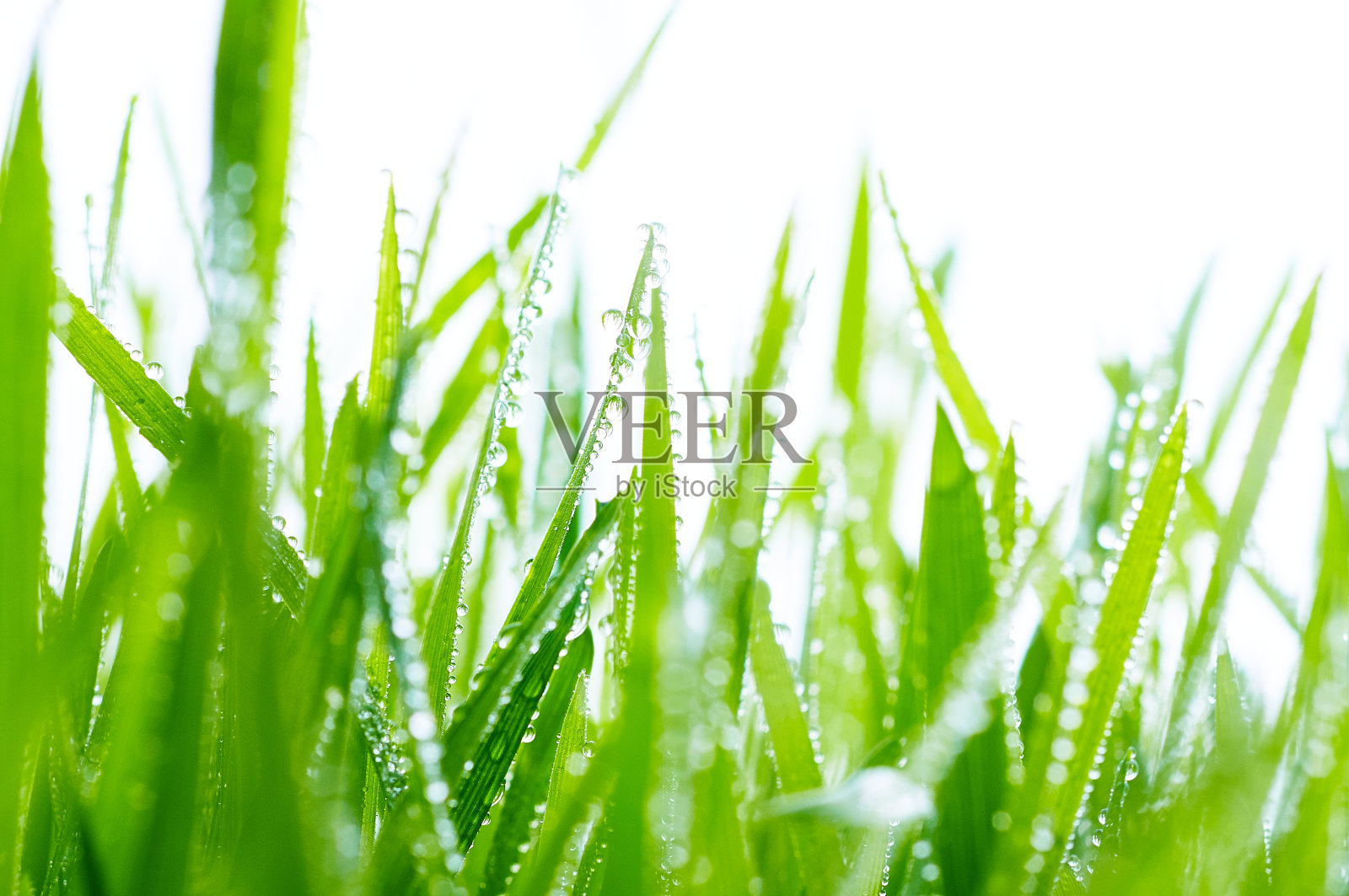 小麦胚芽。麦草。水滴在新鲜的叶子上照片摄影图片