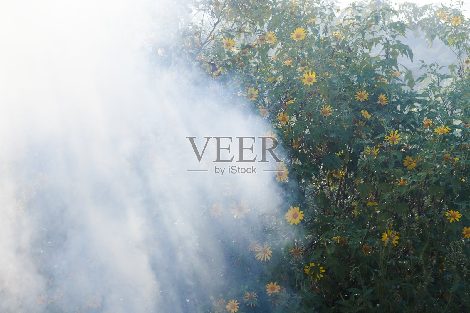 越南大叻，一丛黄色的野向日葵盛开，烟雾缭绕，五彩缤纷照片摄影图片