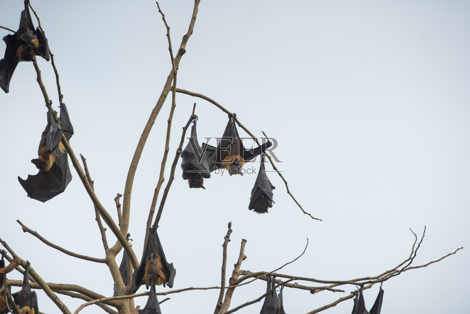 蝙蝠倒挂在树上照片摄影图片