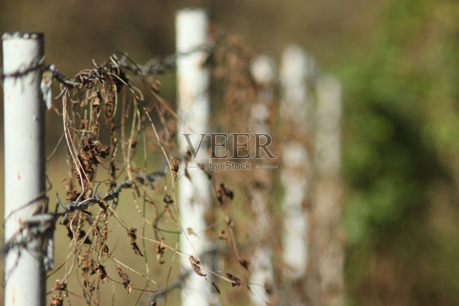 河上的森林树叶照片摄影图片