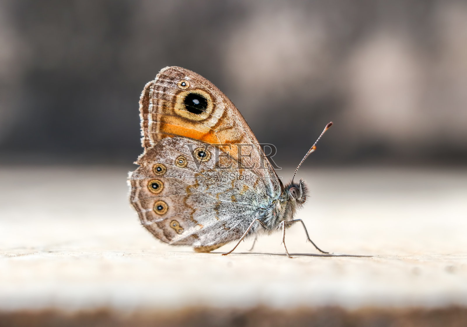 美丽的蝴蝶在大自然的植物上。照片摄影图片