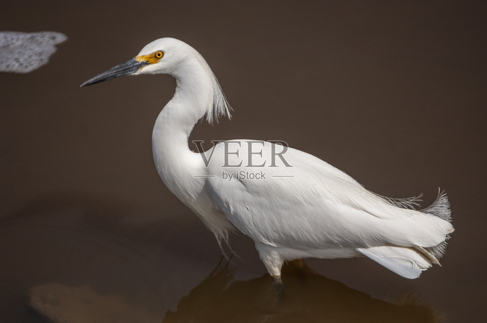 雪鹭在岩岸觅食照片摄影图片