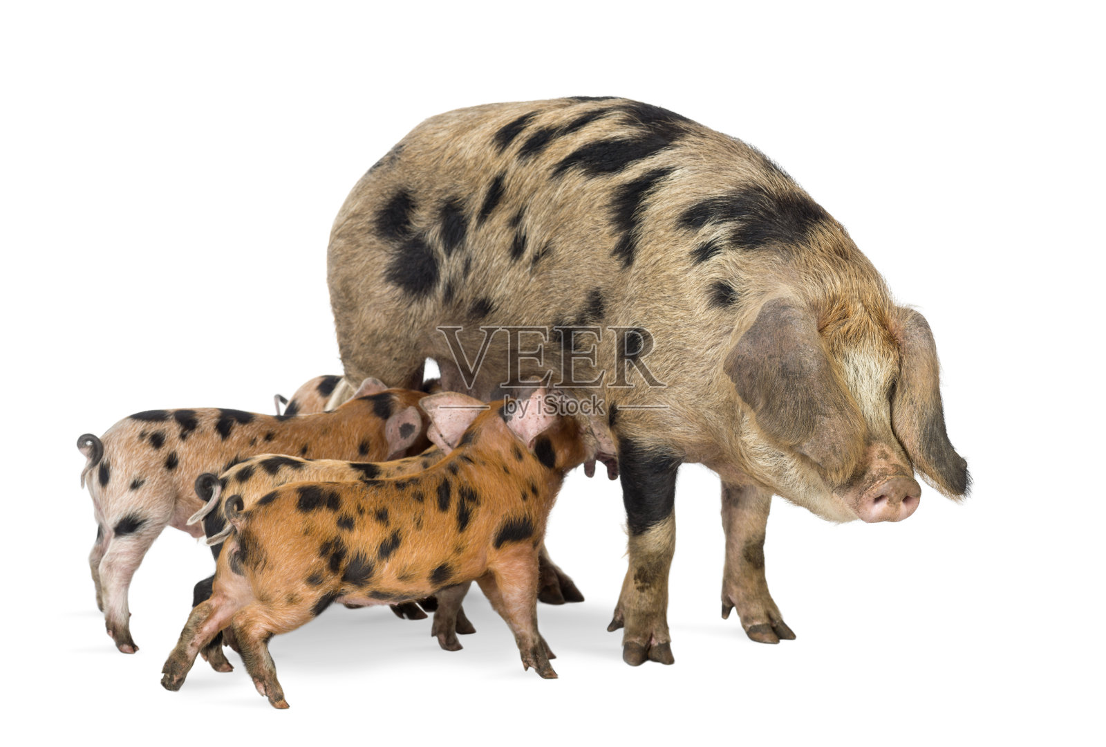 牛津桑迪和黑色小猪，9周大，白色背景下哺乳母猪照片摄影图片