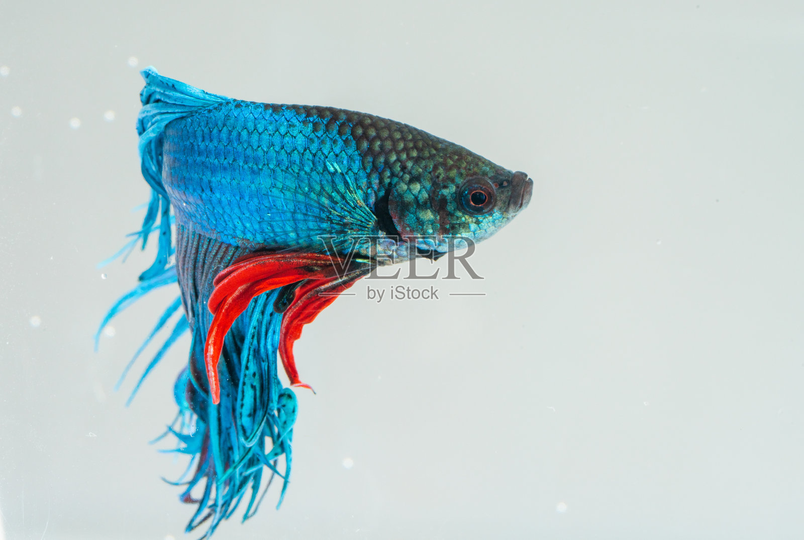白黑背景上的斗鱼照片摄影图片