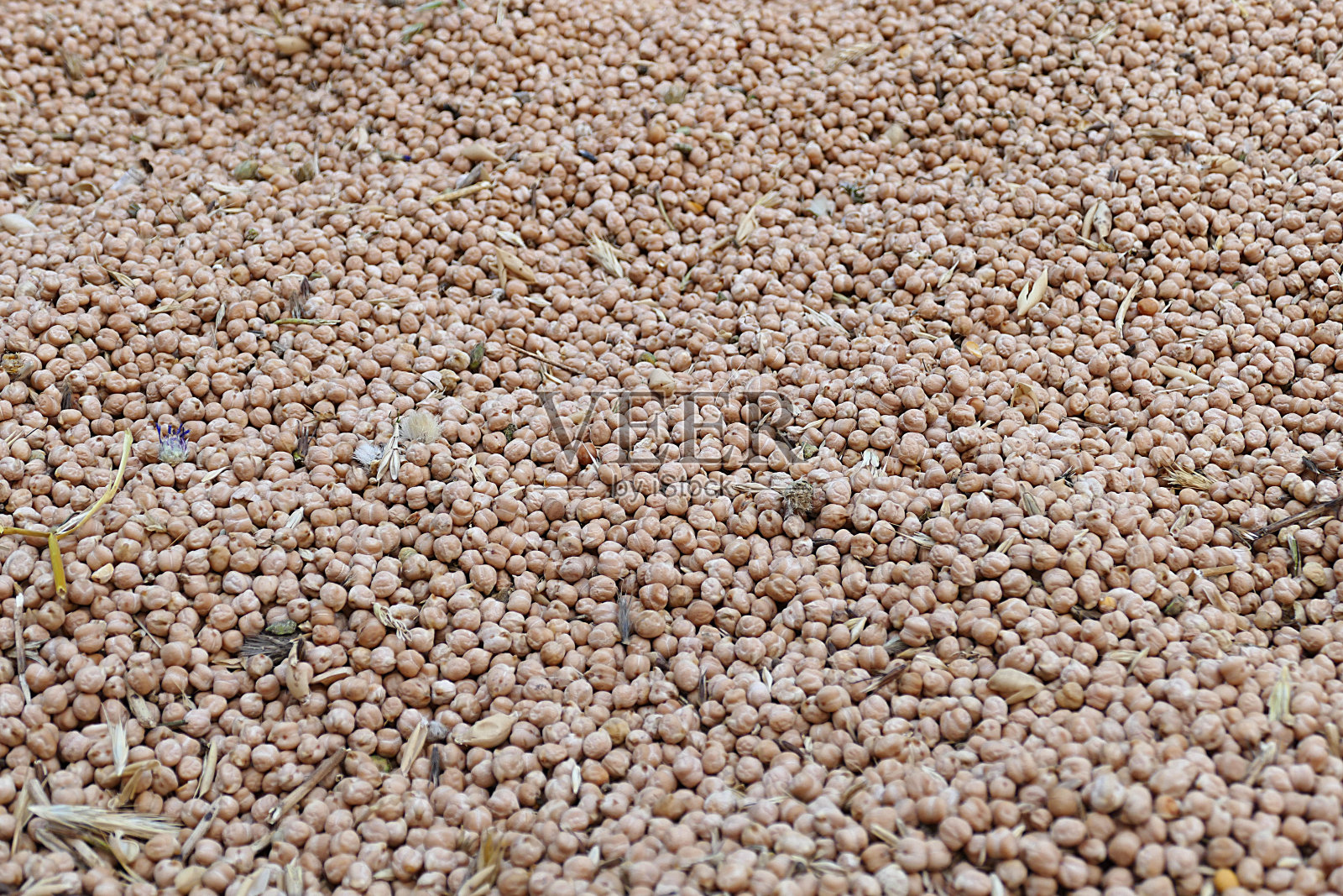 收获了太多的干鹰嘴豆，准备上市的干鹰嘴豆，照片摄影图片