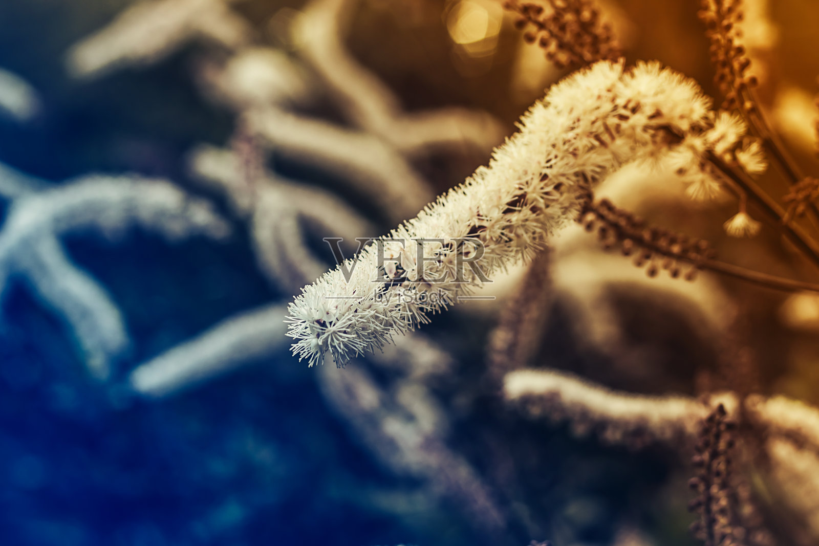 Tiarella天空火箭粉红色花朵特写角度在花园在夏季照片摄影图片