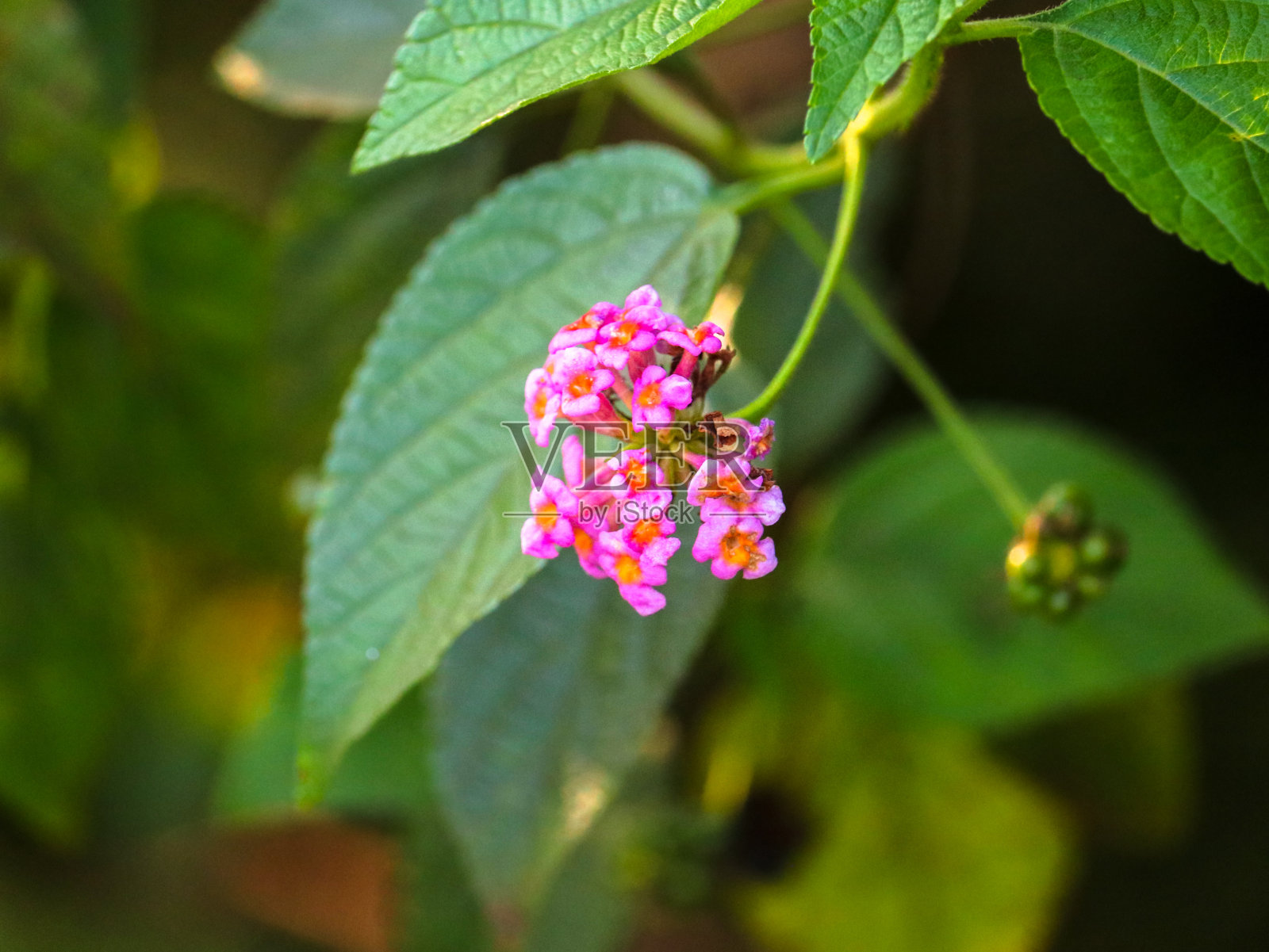 鲜花和墙纸照片摄影图片