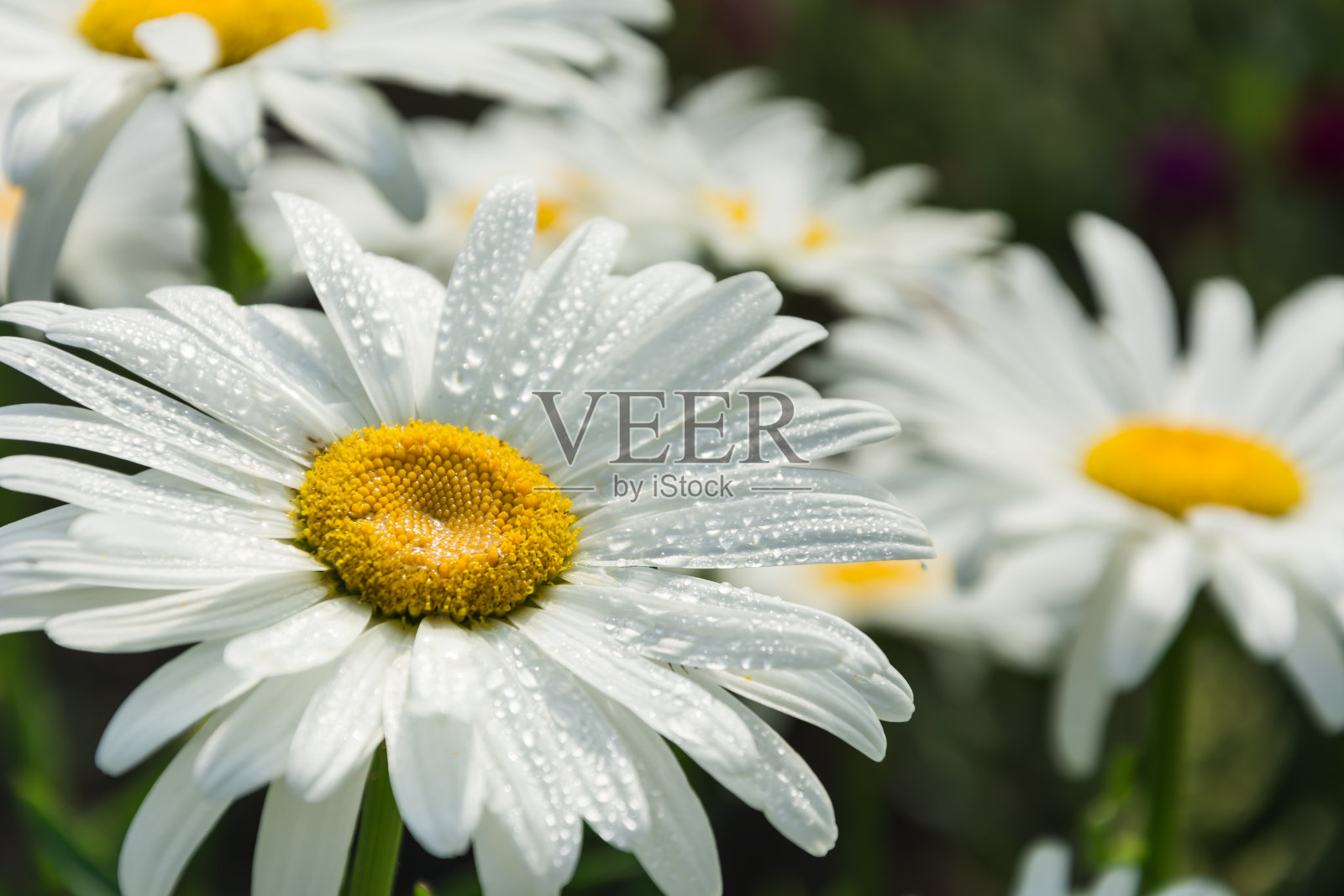 花园里盛开的洋甘菊照片摄影图片