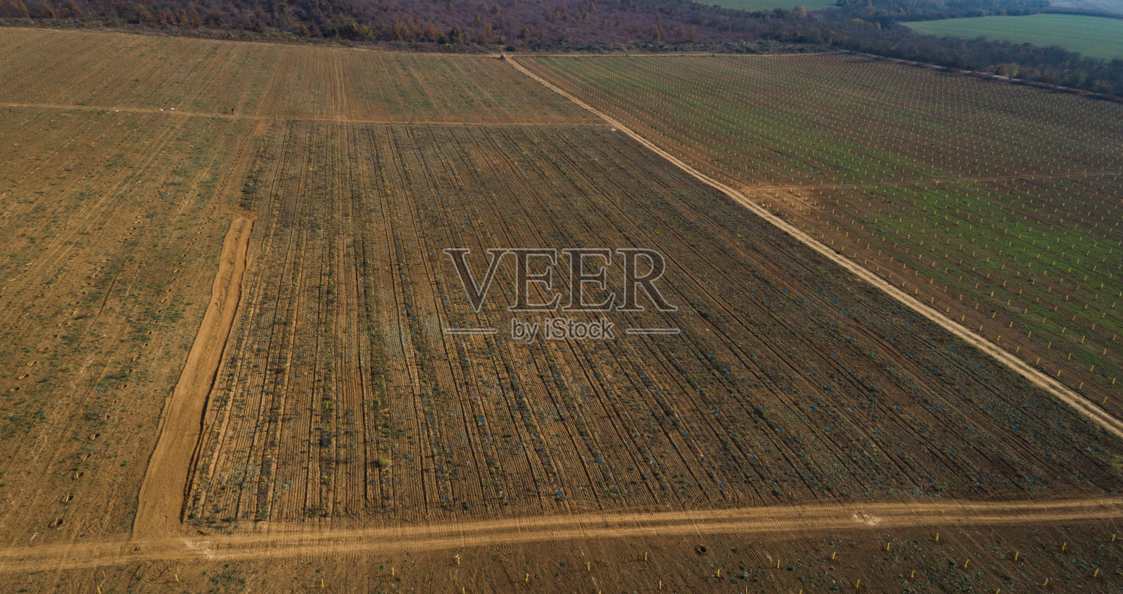新树的农田鸟瞰图照片摄影图片