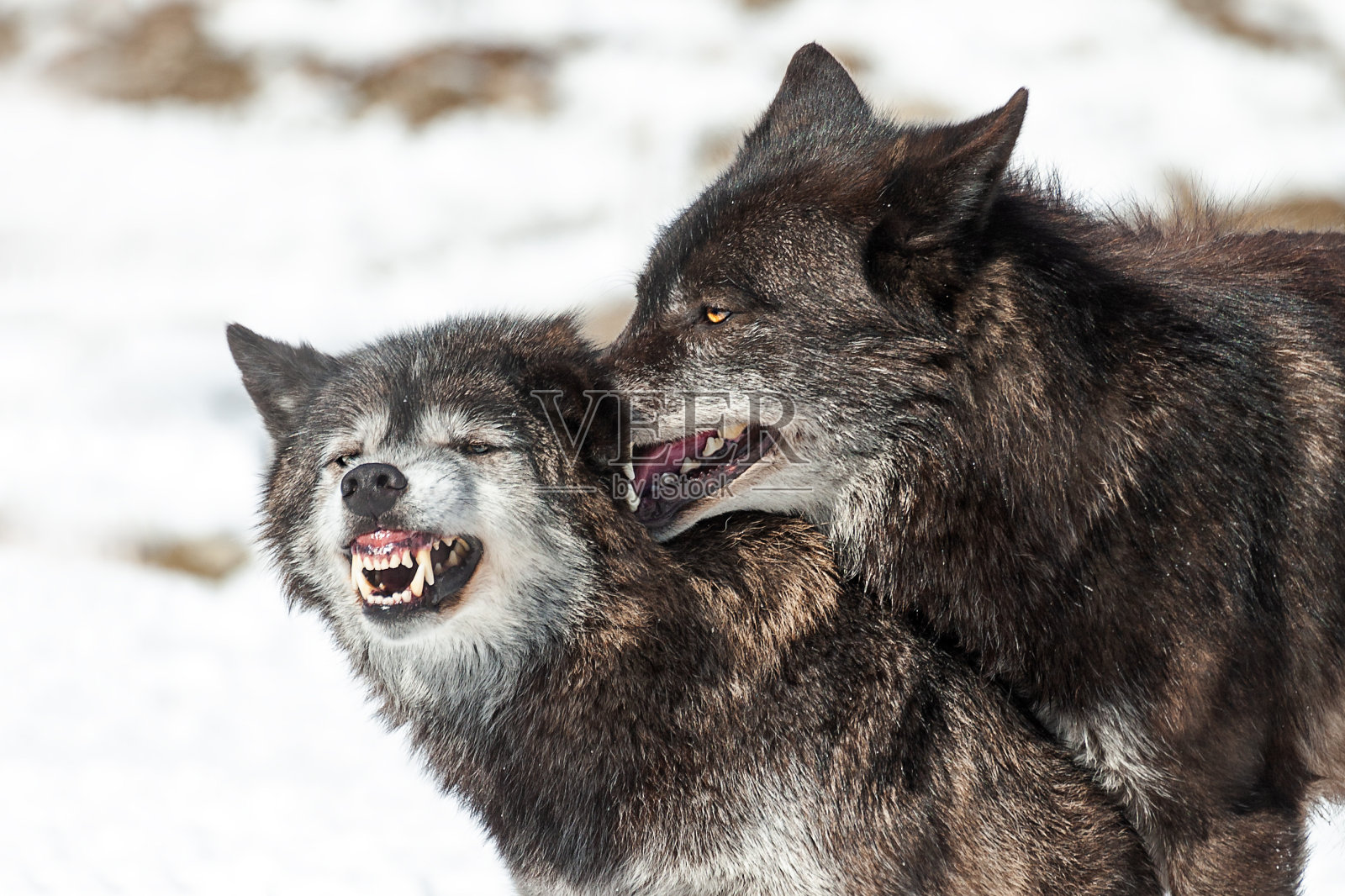 黑狼的沟通照片摄影图片