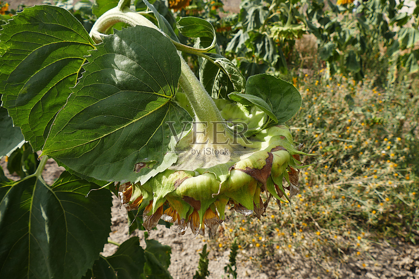 田野里有许多向日葵，天然有机，果实饱满，向日葵种植田照片摄影图片