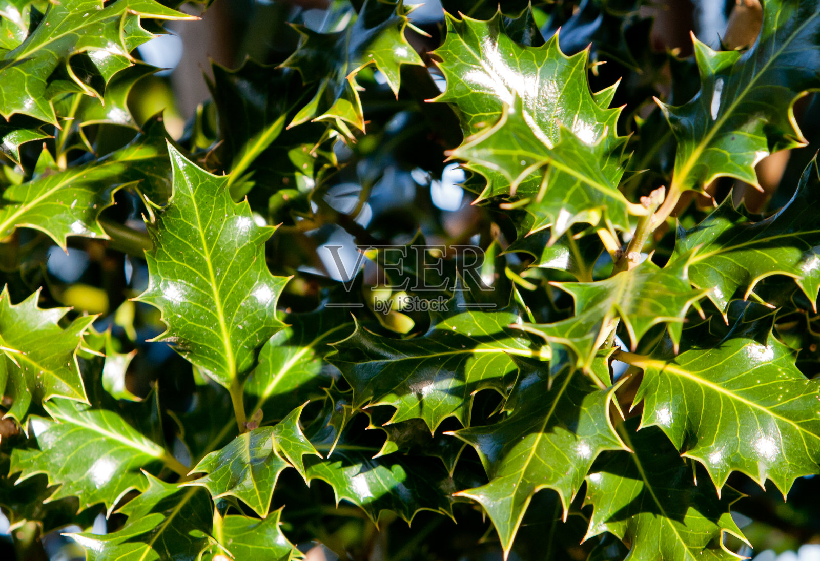 混乱的冬青疯狂照片摄影图片