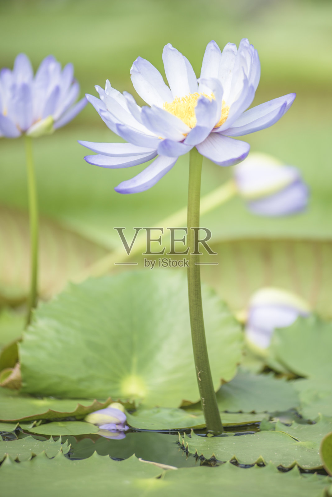 池塘里的荷花照片摄影图片