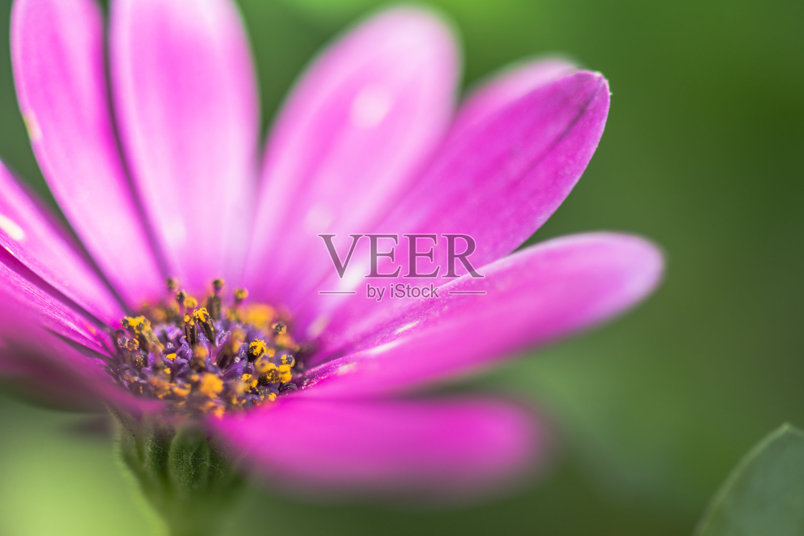 粉红色紫菀花在绿色模糊的背景上照片摄影图片