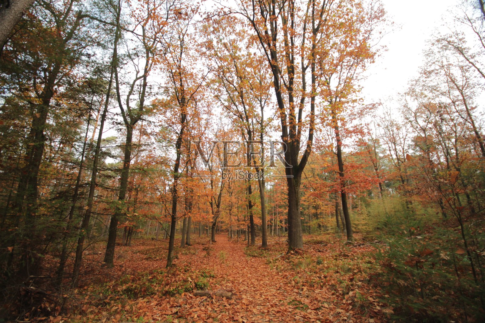 秋天的时候，街道上和树上都有黄色的叶子照片摄影图片