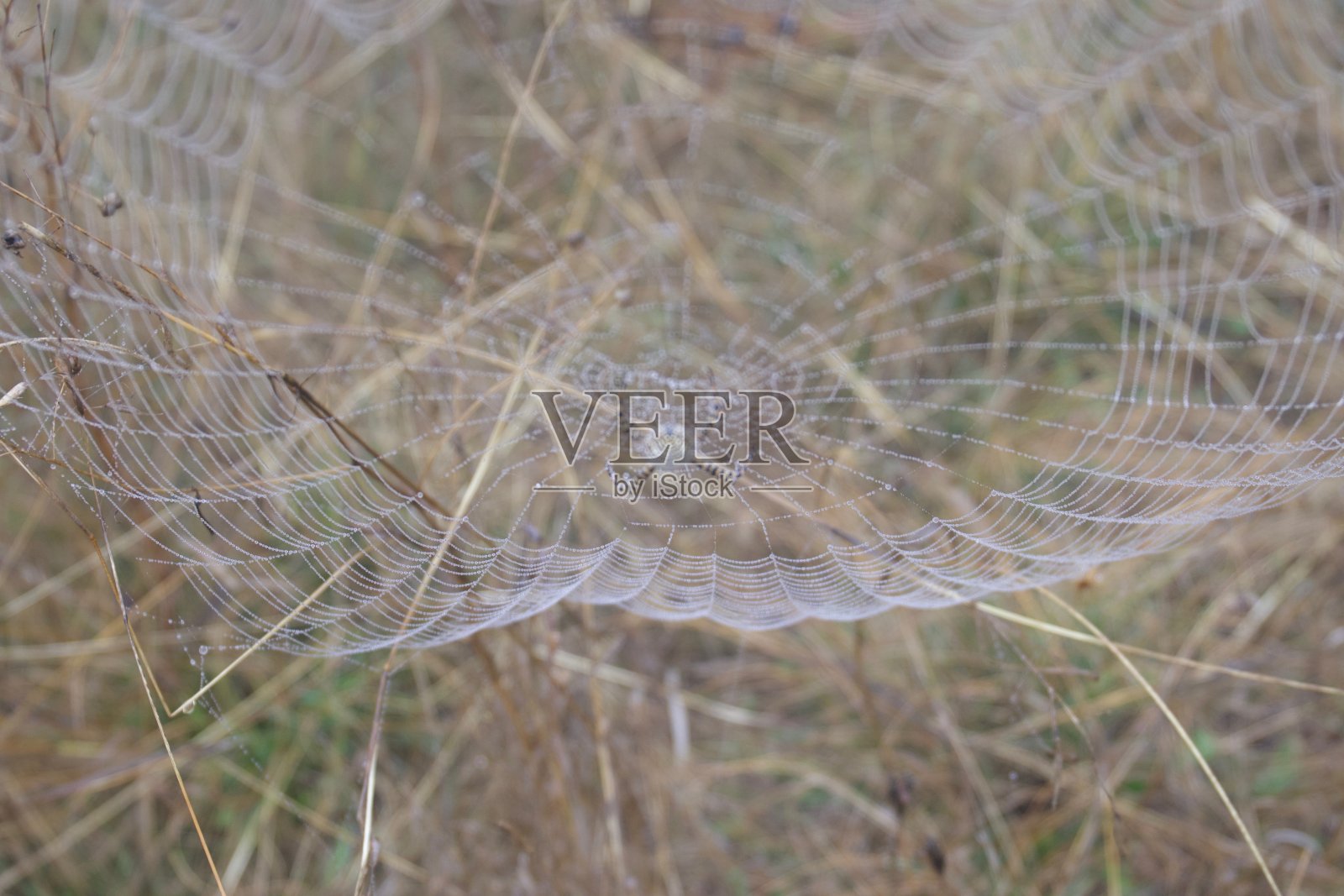 带状花园蜘蛛。网络。希洛牧场区域公园。照片摄影图片