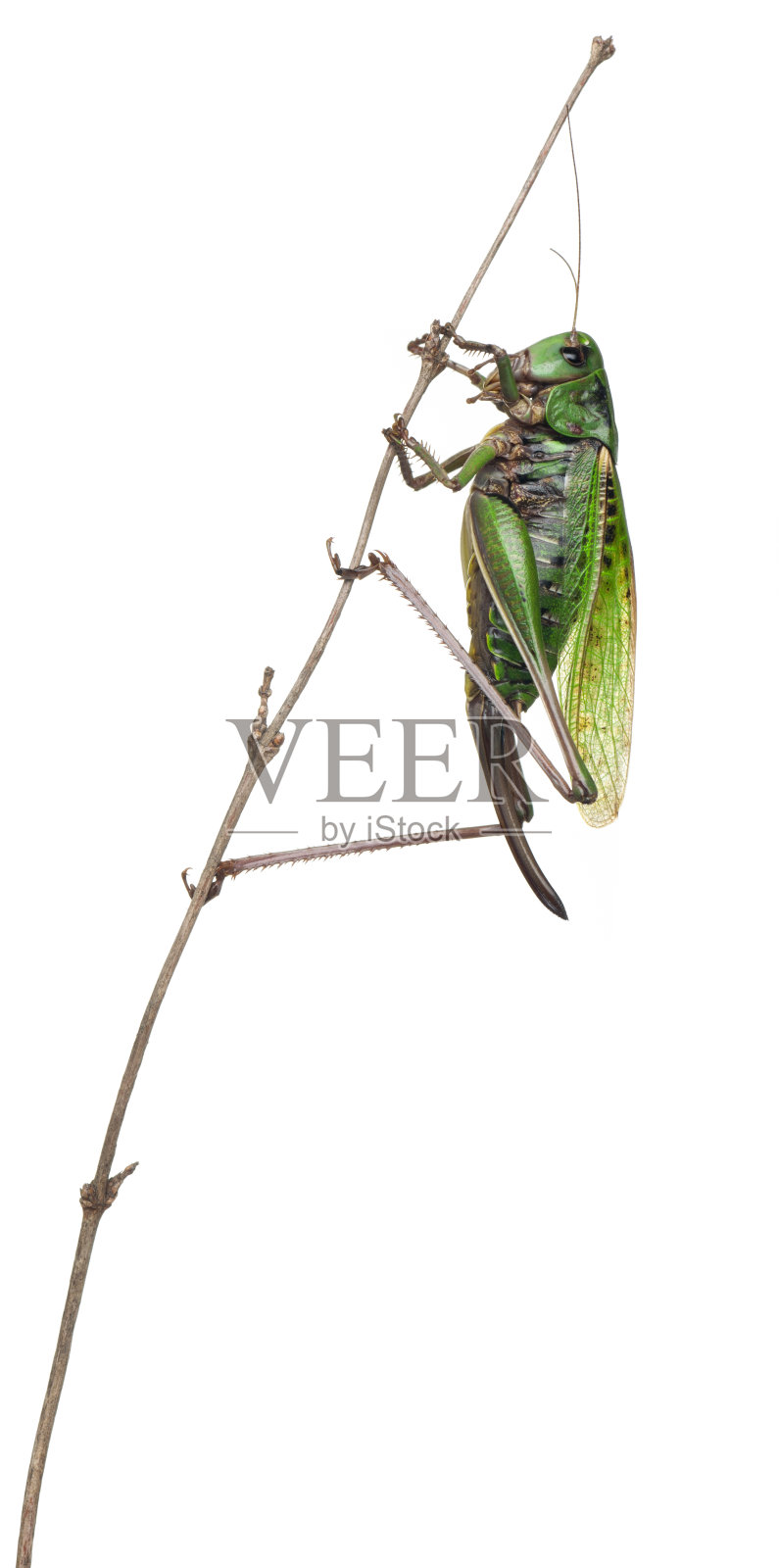 雌性疣虫，一种灌木蟋蟀，疣虫，在白色背景前面照片摄影图片