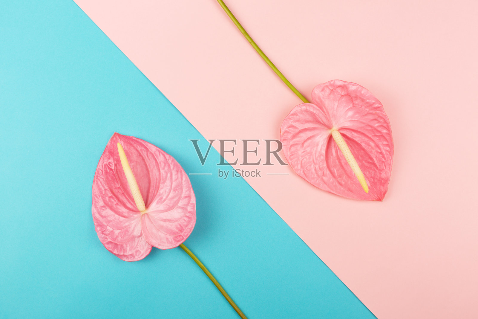 多色背景上的两片花边照片摄影图片