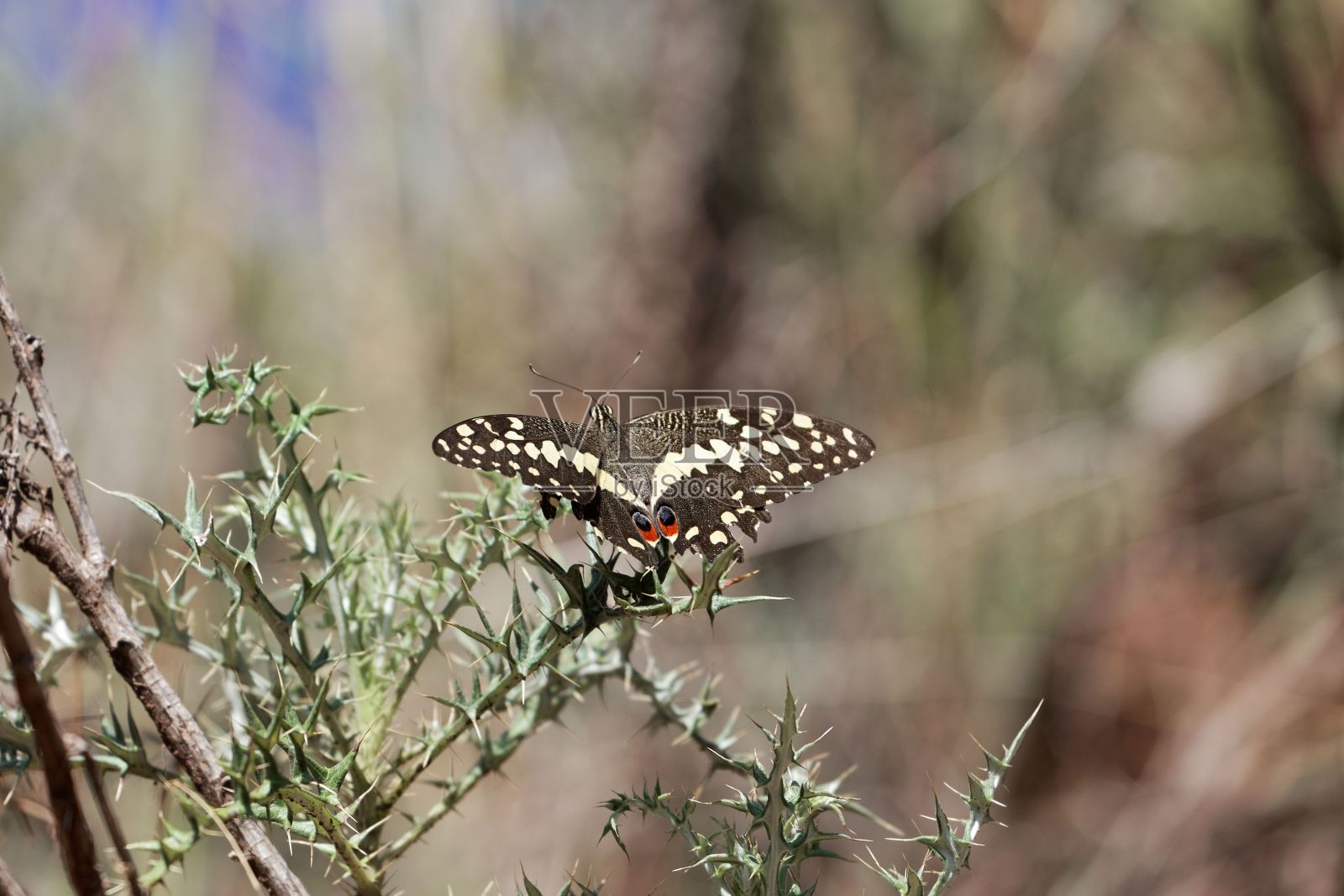 柑橘树(学名Papilio demodocus)照片摄影图片