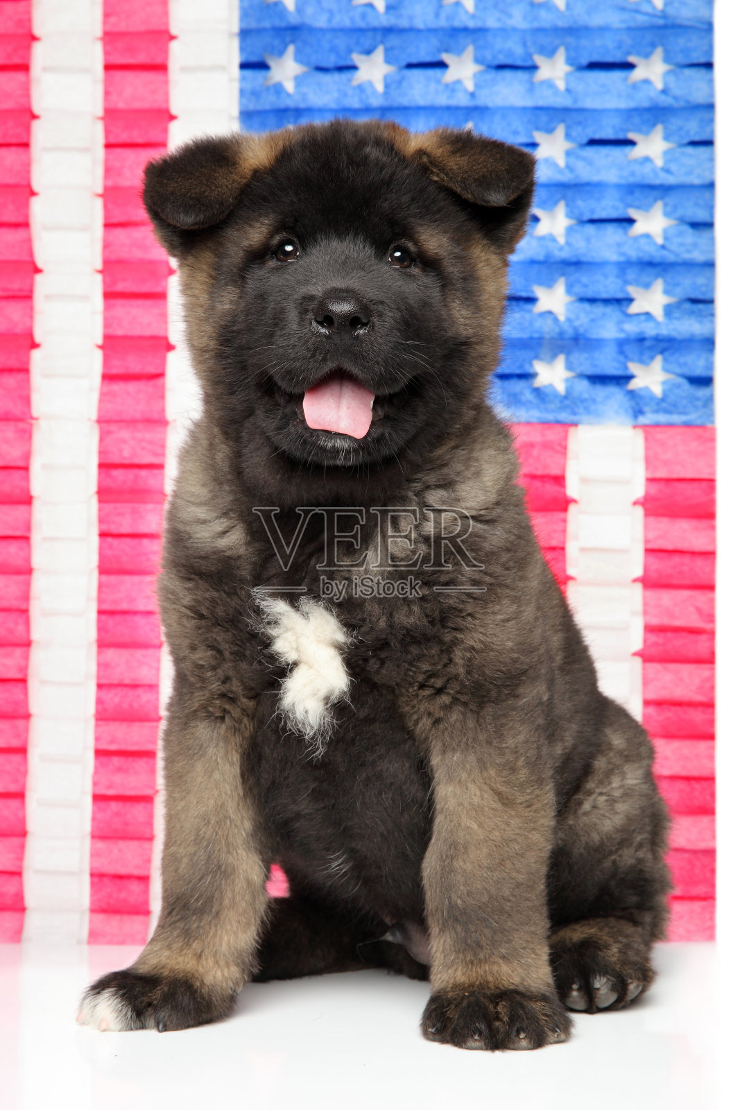 美国秋田犬在美国国旗背景照片摄影图片
