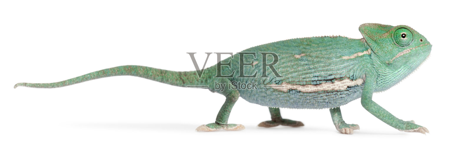 年轻的蒙着面纱的变色龙，calyptratus变色龙，在白色背景前面照片摄影图片