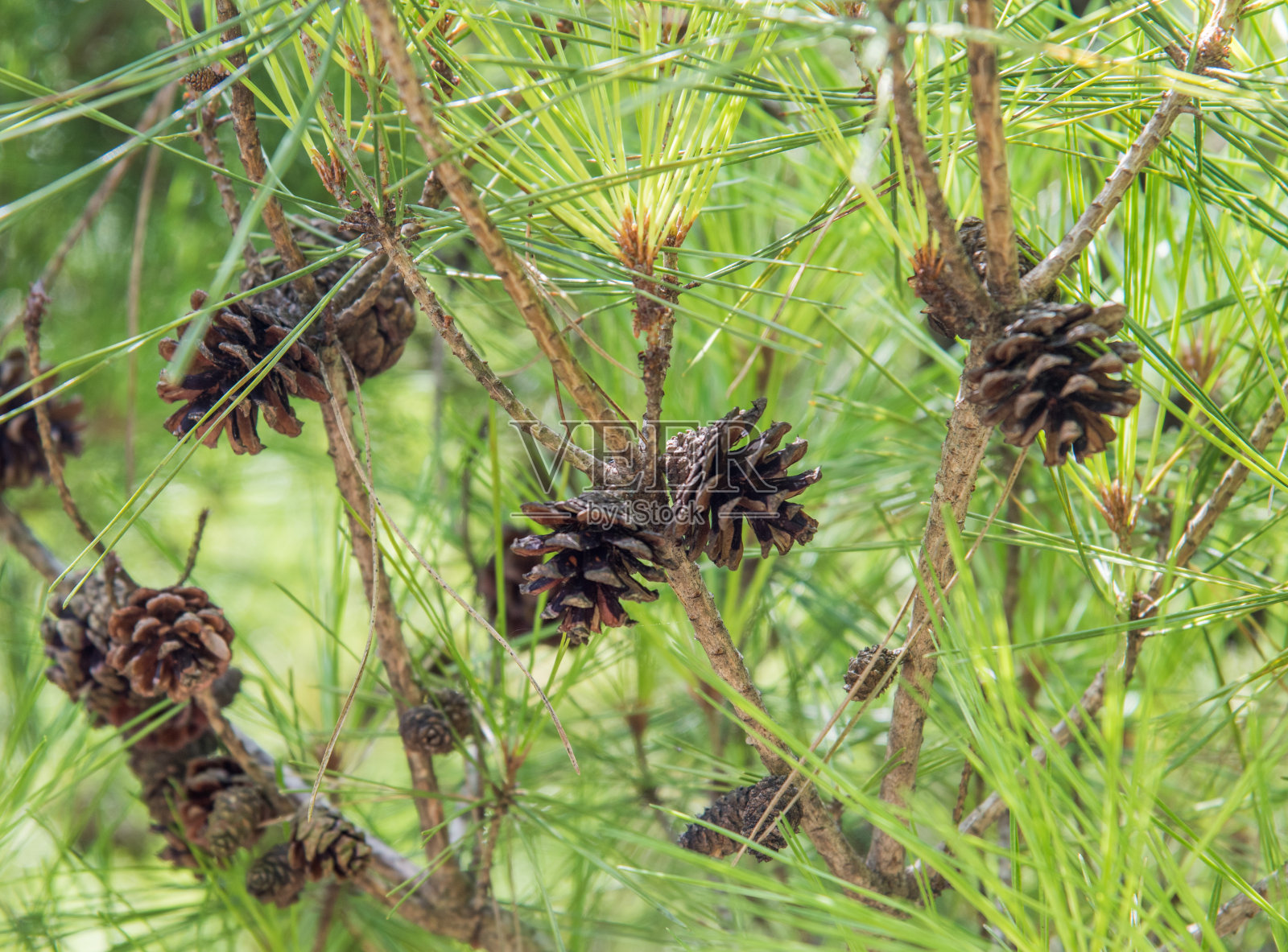 松果特写镜头照片摄影图片