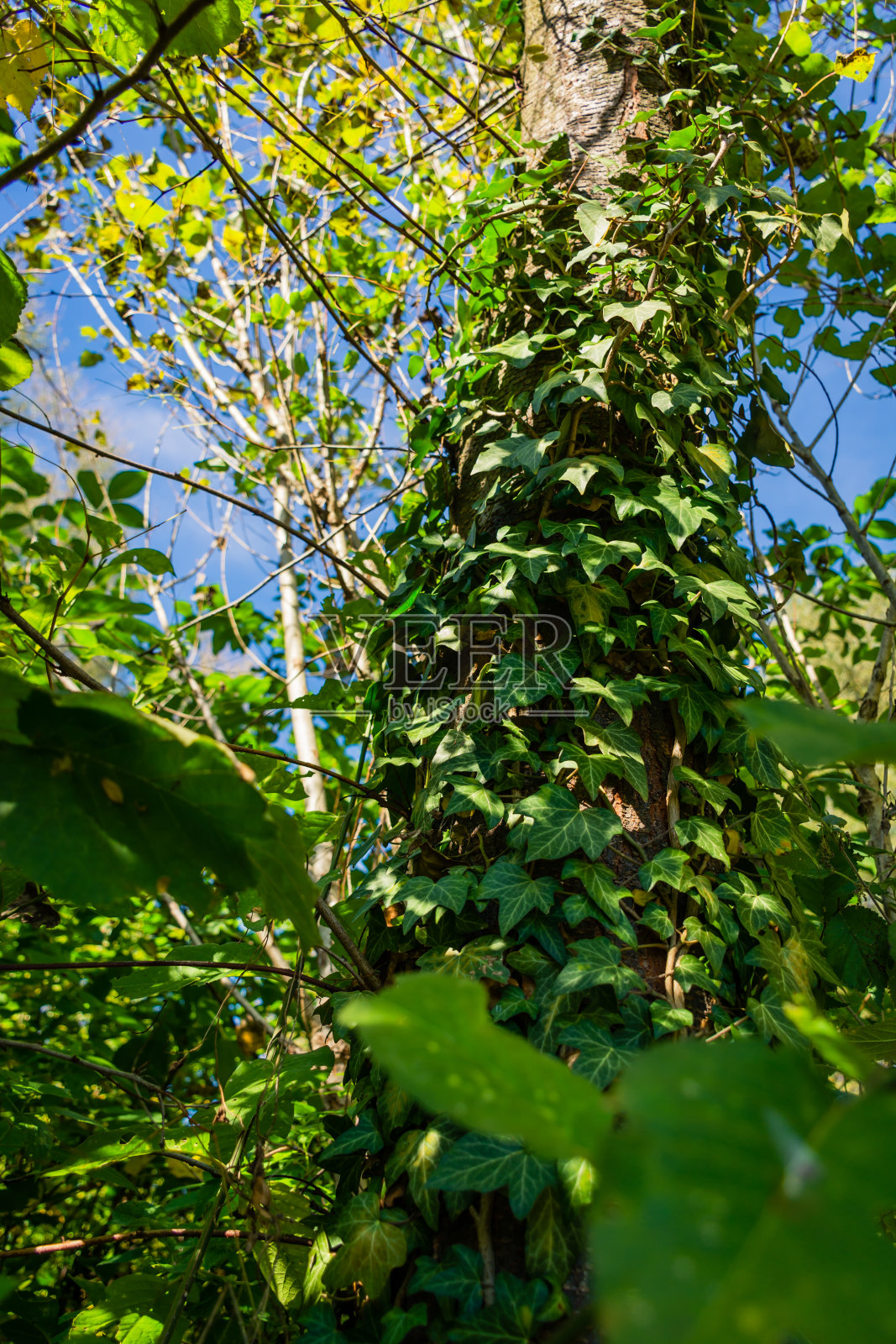 树上到处都是绿叶照片摄影图片