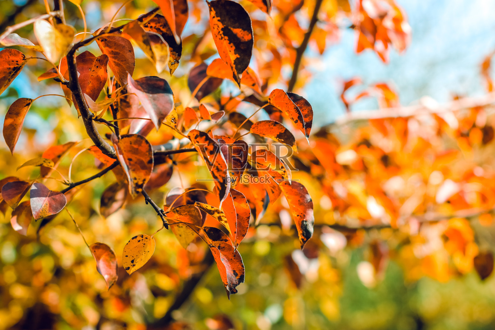 梨子的秋叶是红色的。照片摄影图片