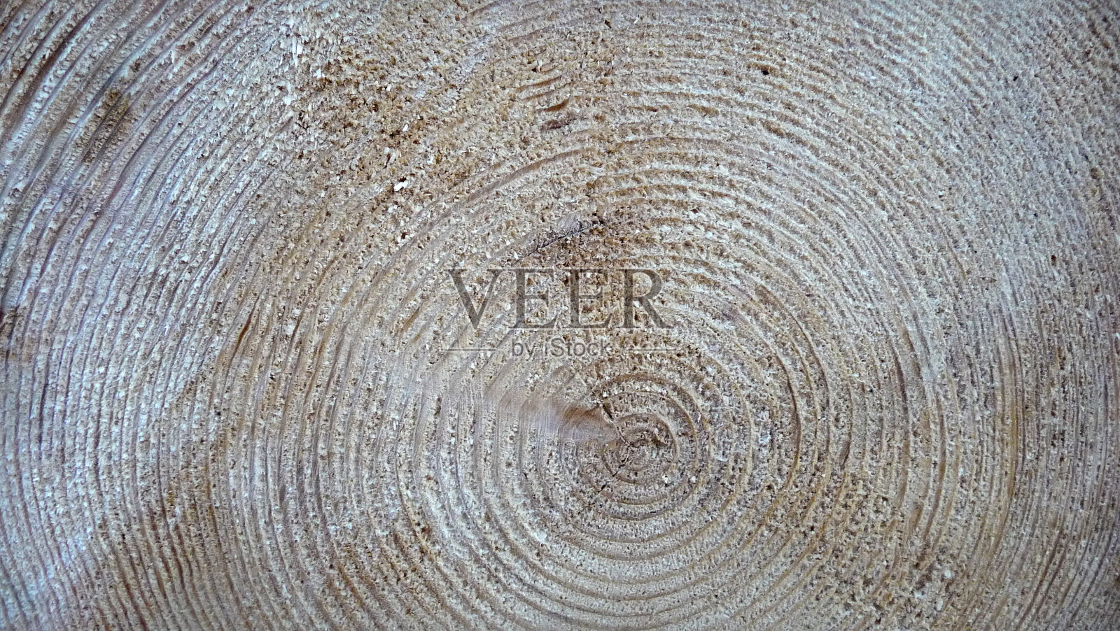 森林里一棵被锯过的树。树干。照片摄影图片