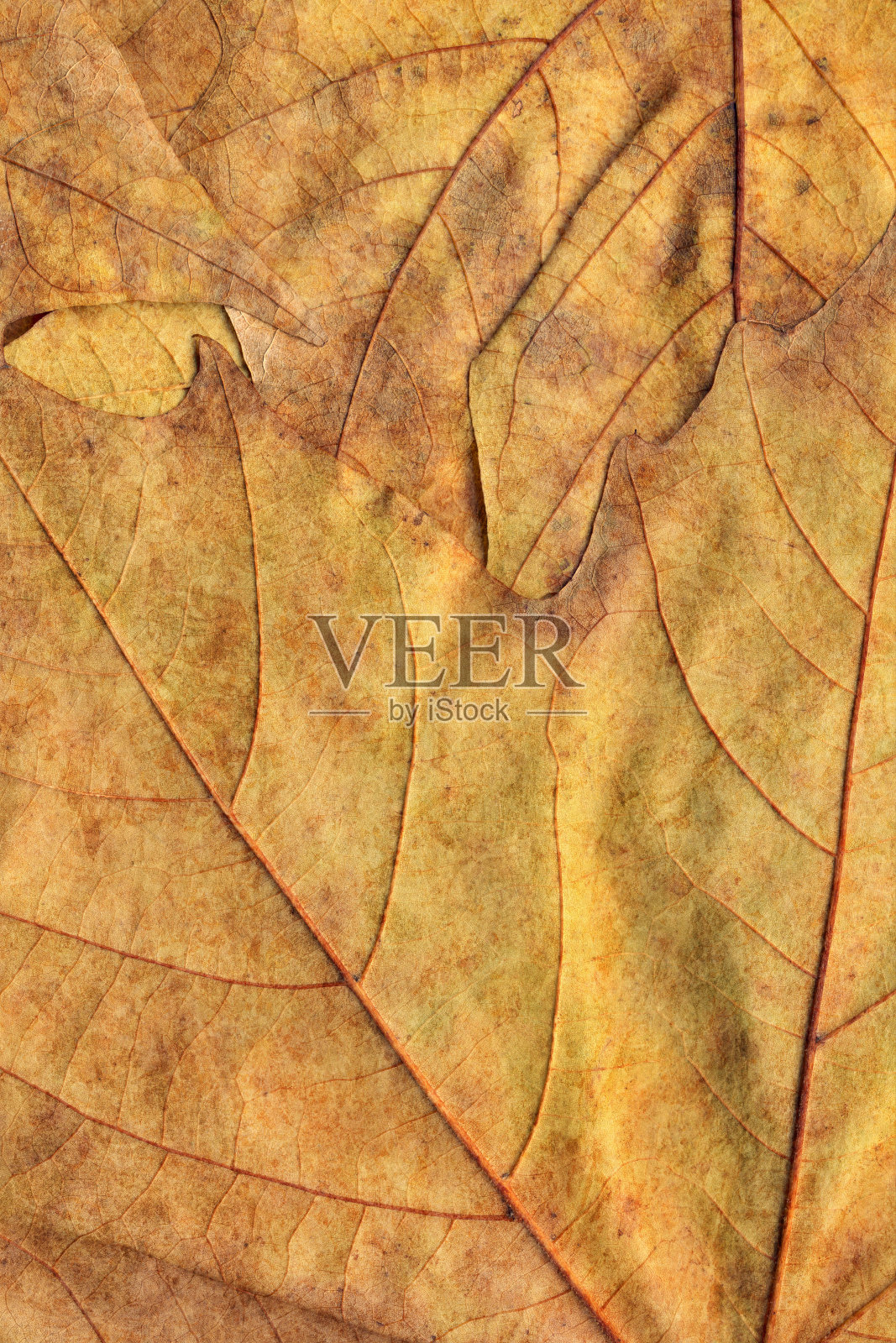 秋天干燥的枫叶背景纹理照片摄影图片