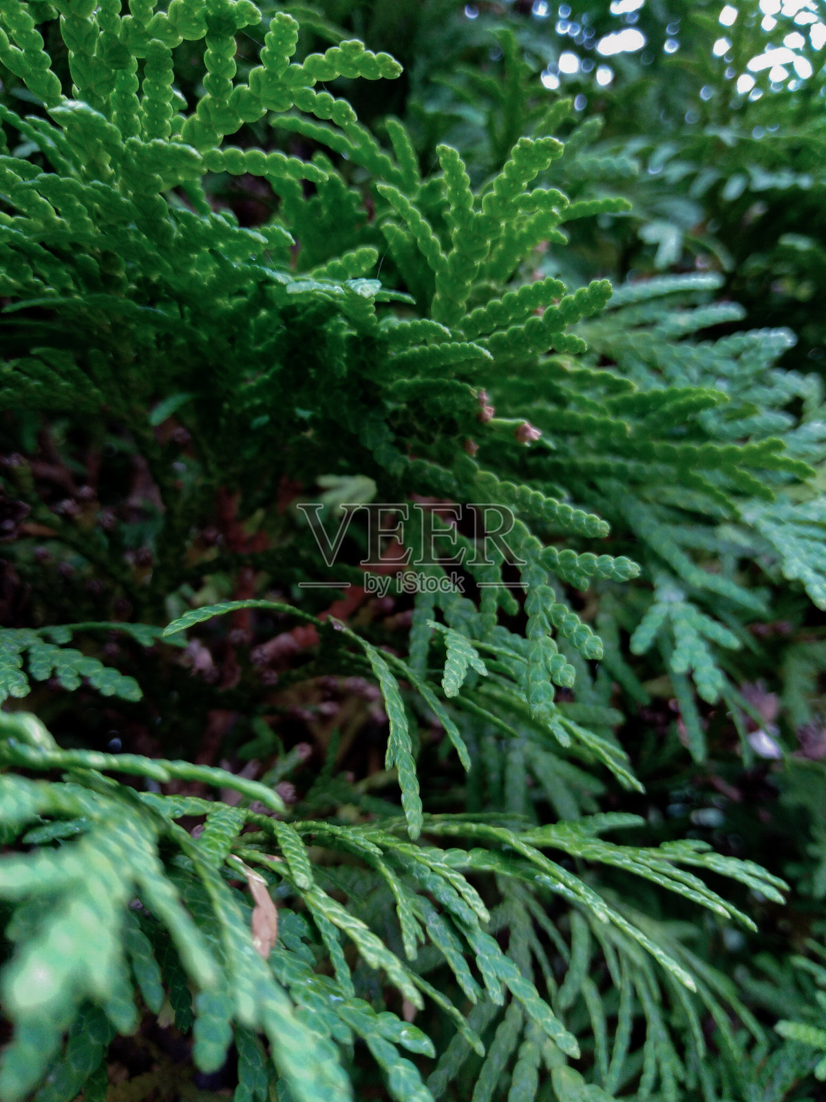 途易分支特写照片摄影图片