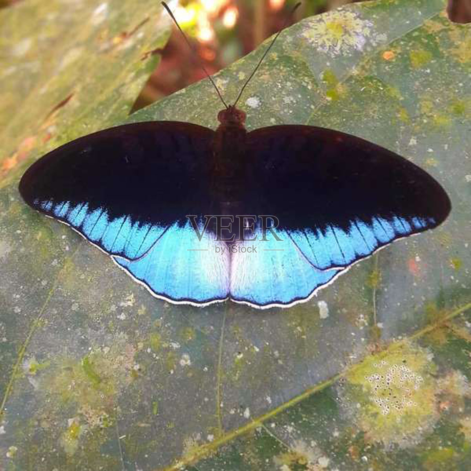 蝴蝶的美丽照片摄影图片