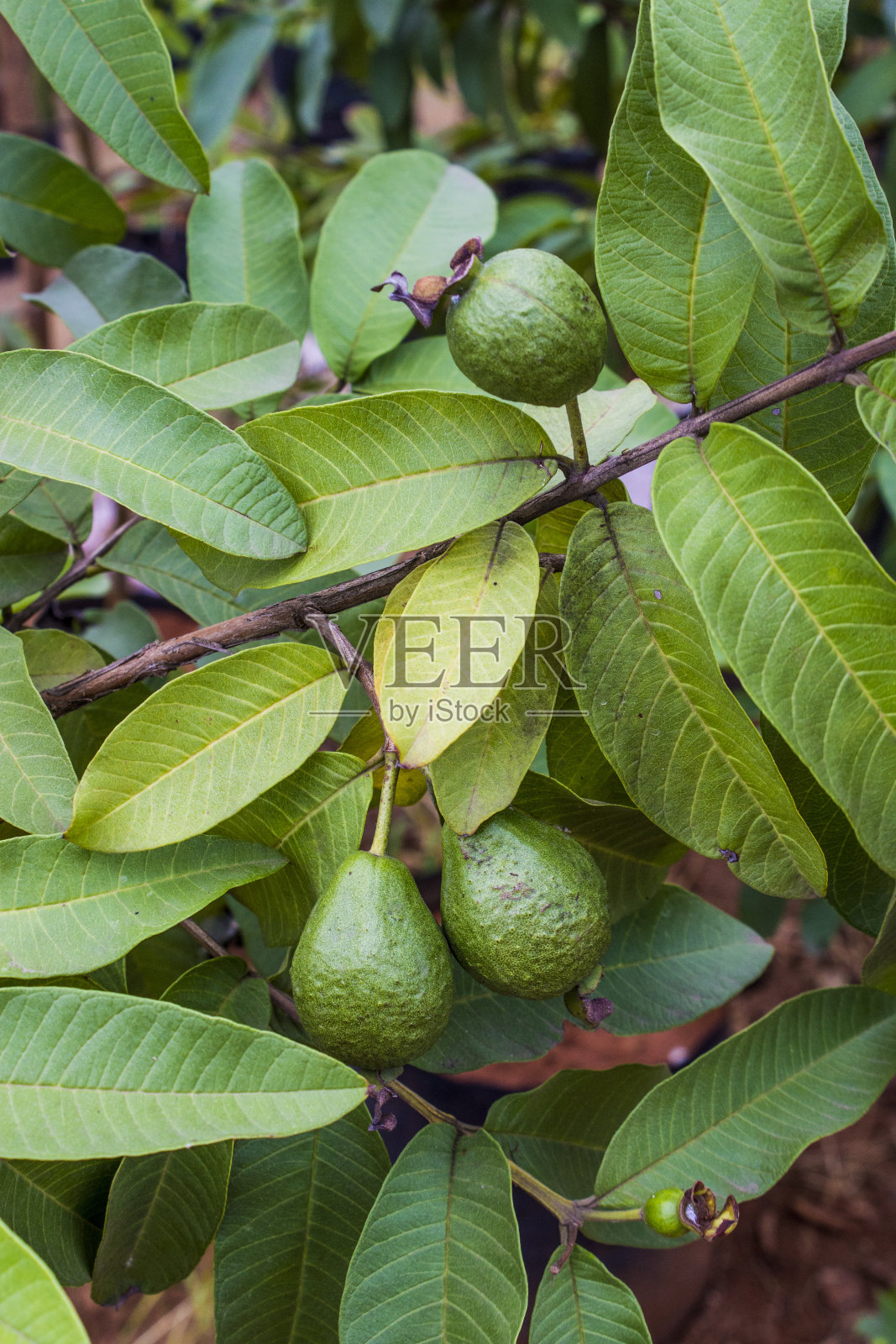 番石榴绿色果树的叶子特写自然背景照片摄影图片