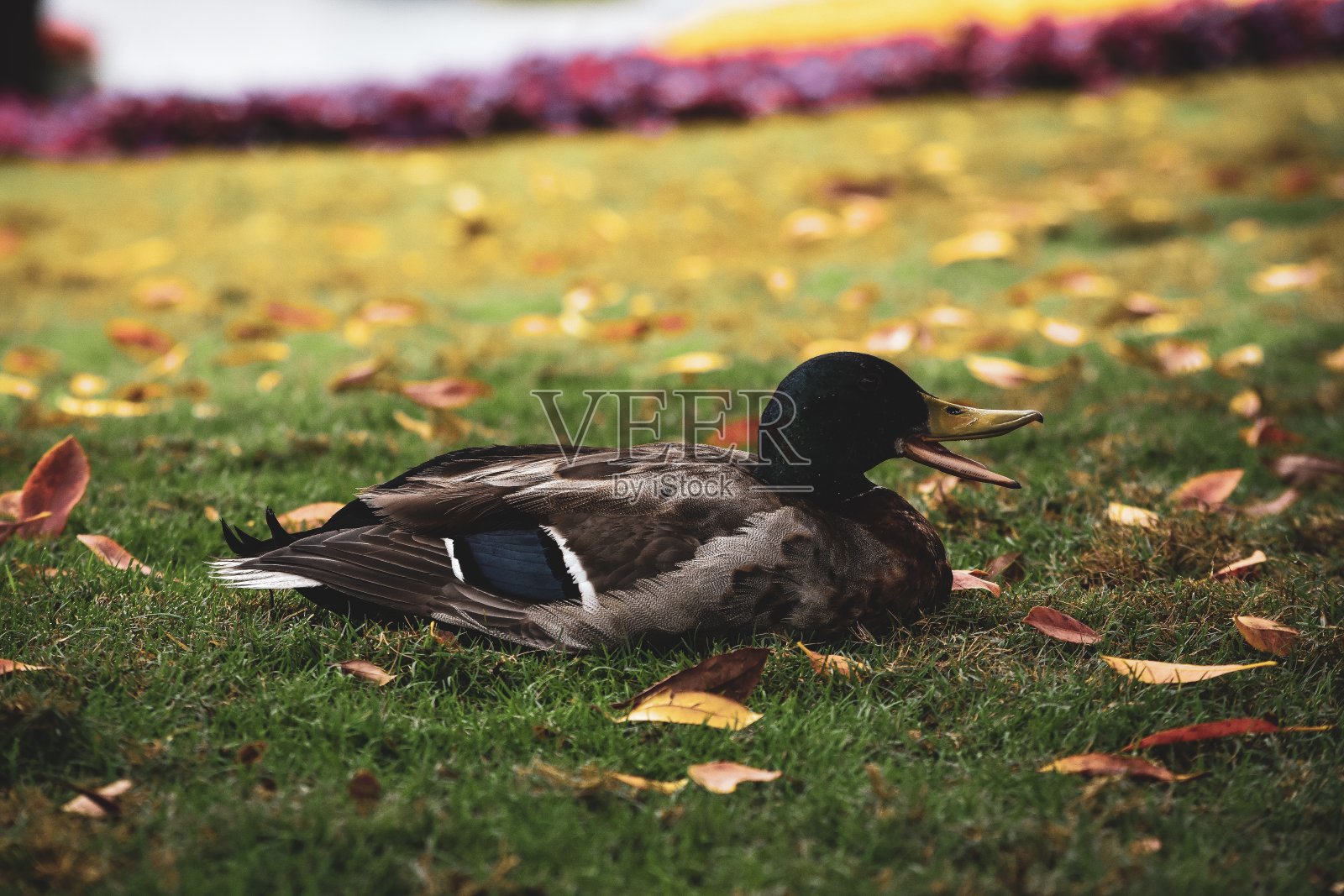 说鸭照片摄影图片