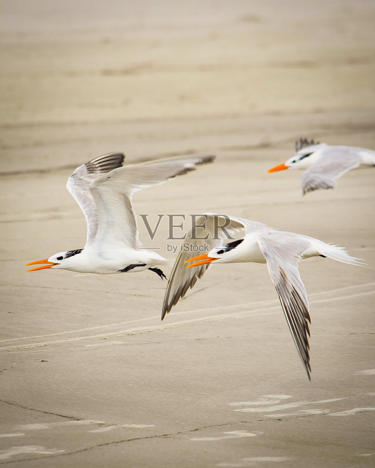群海鸥照片摄影图片