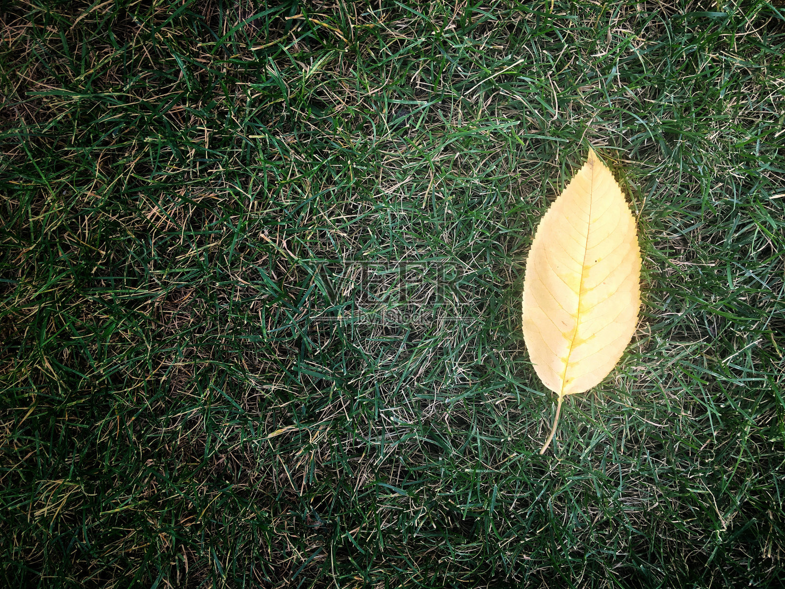 枯死照片摄影图片