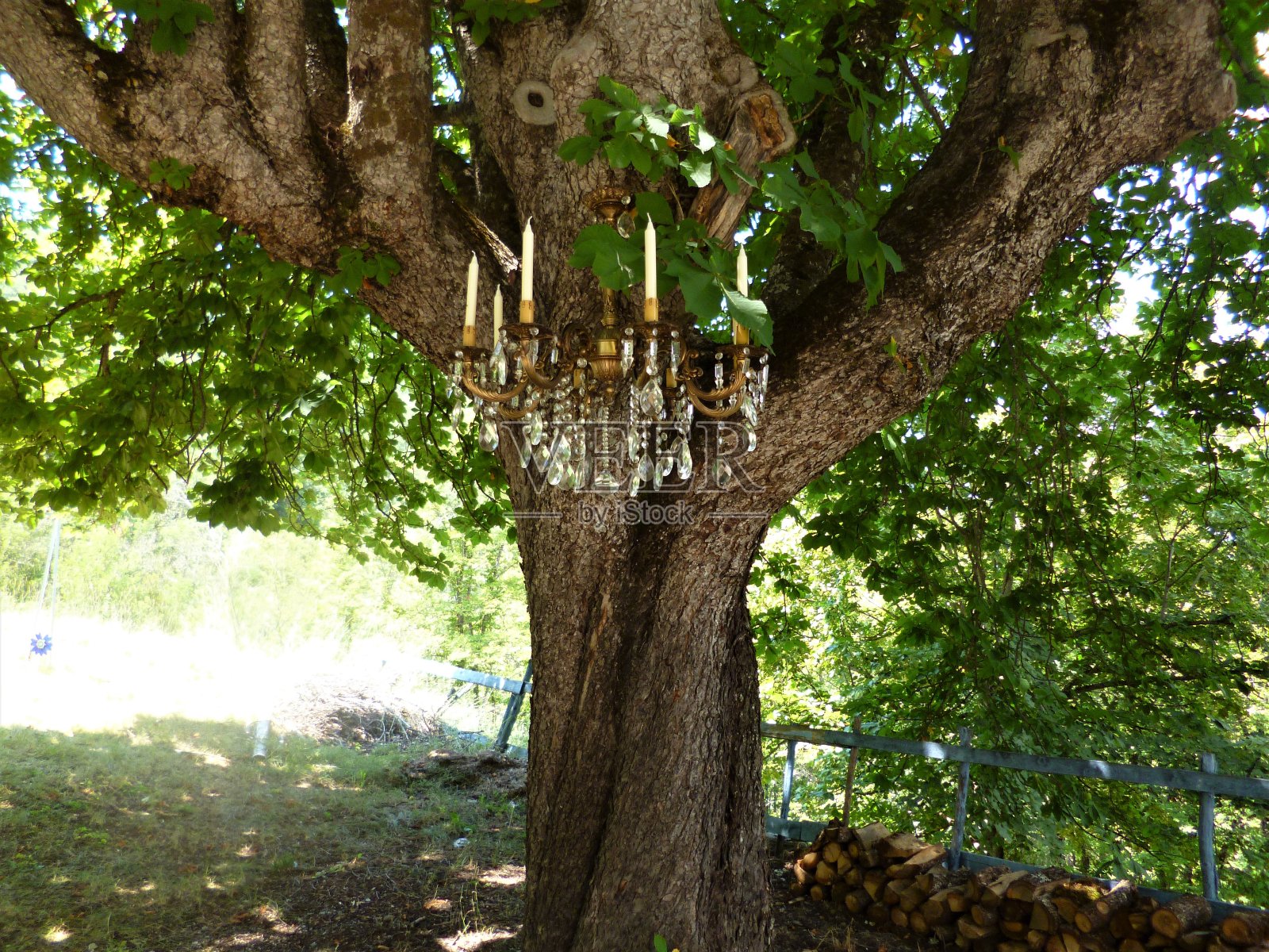 大树照片摄影图片