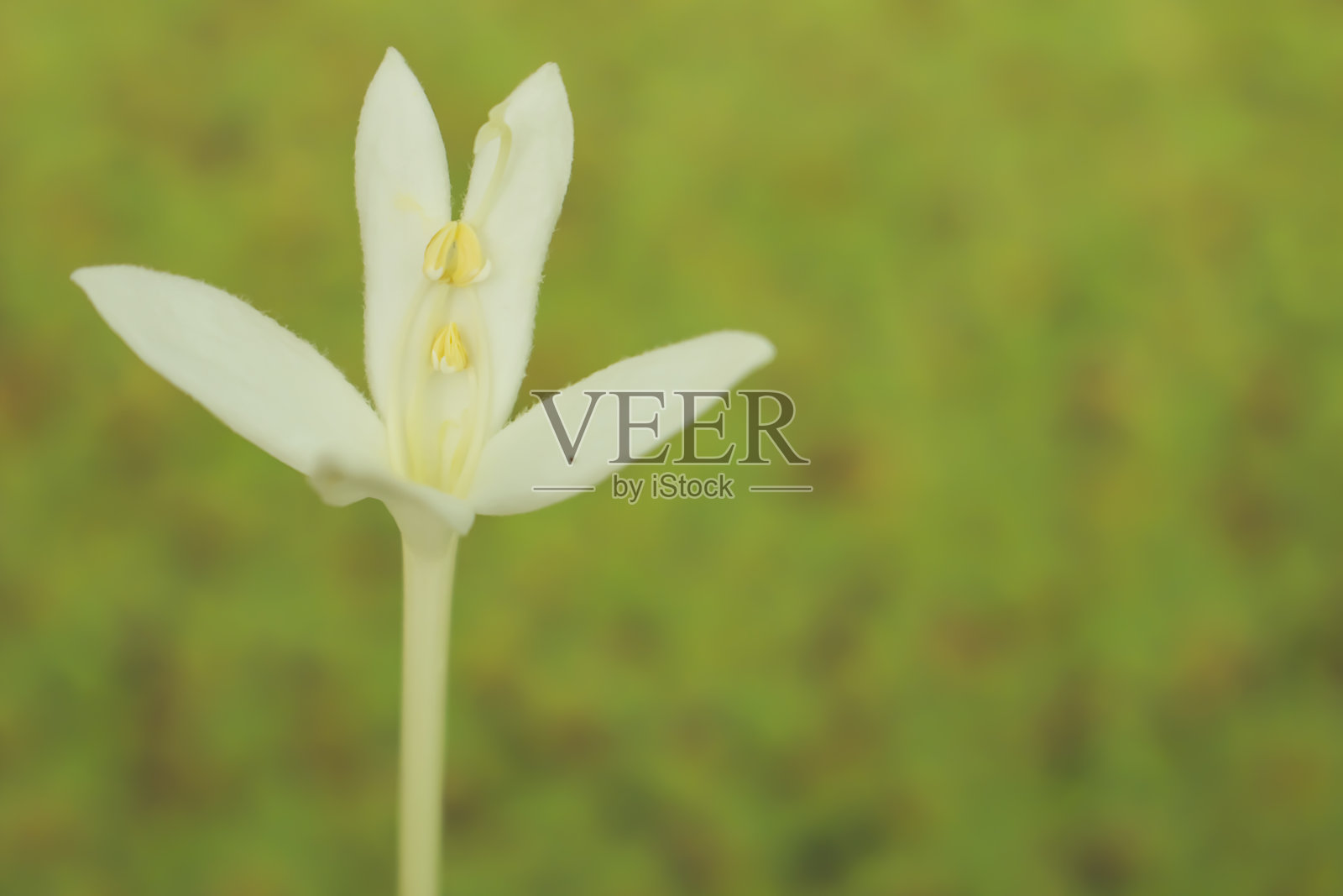 白花绿色背景的特写照片摄影图片