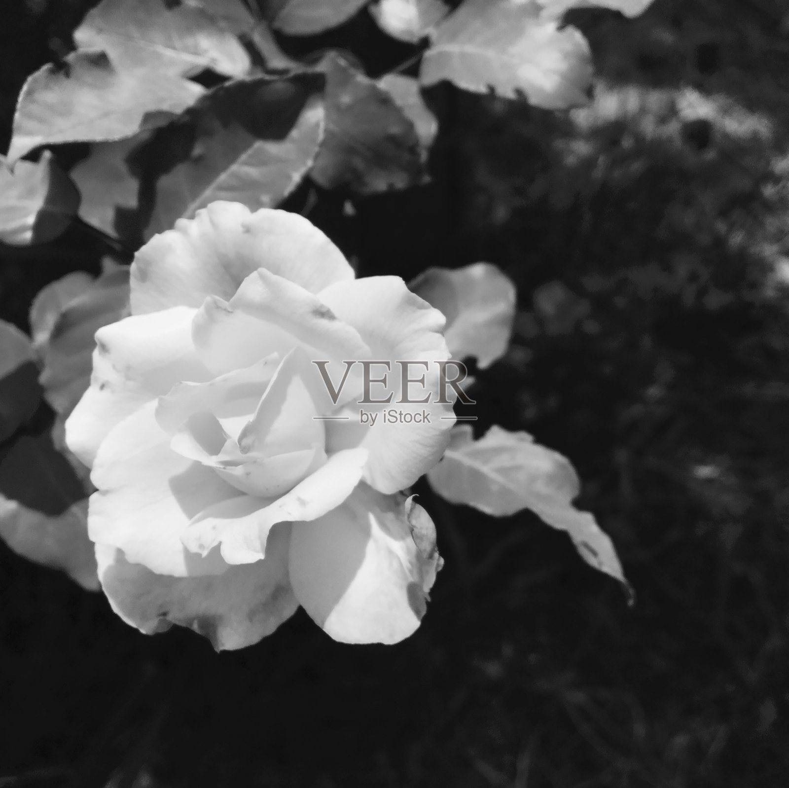 玫瑰照片摄影图片