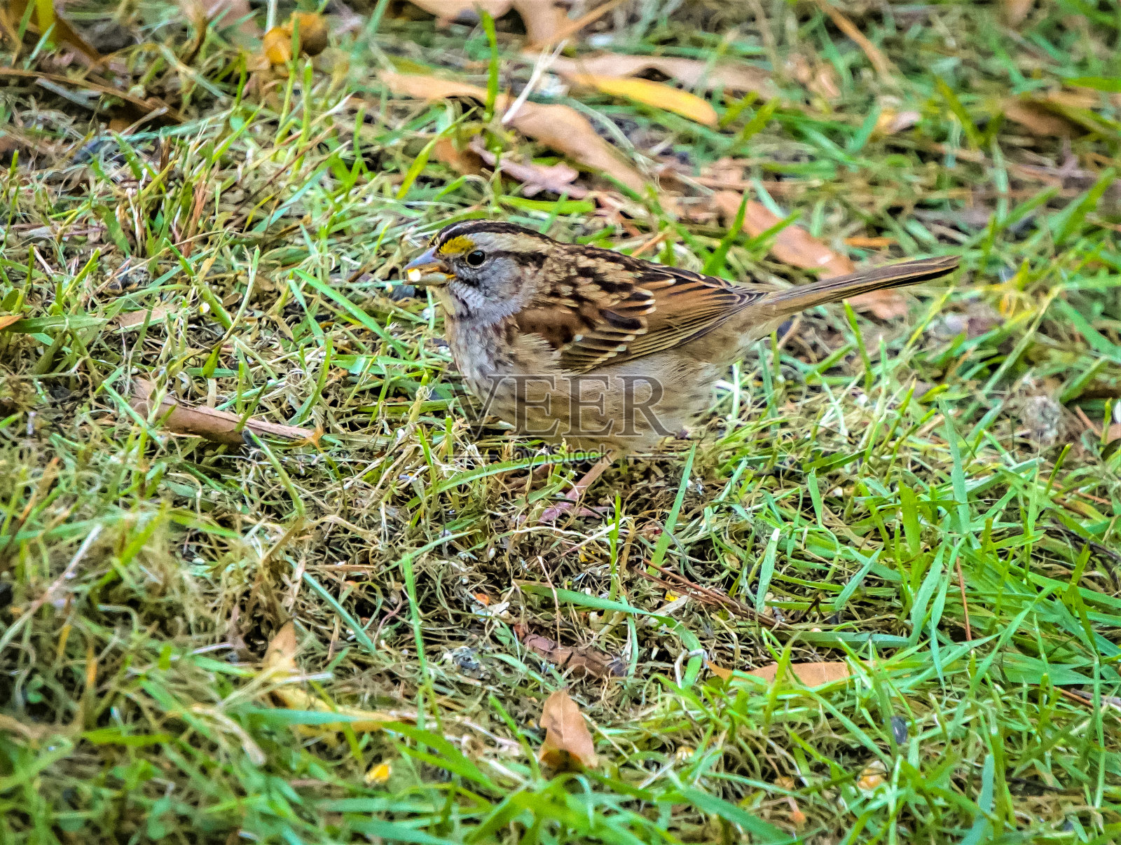 麻雀鸟照片摄影图片