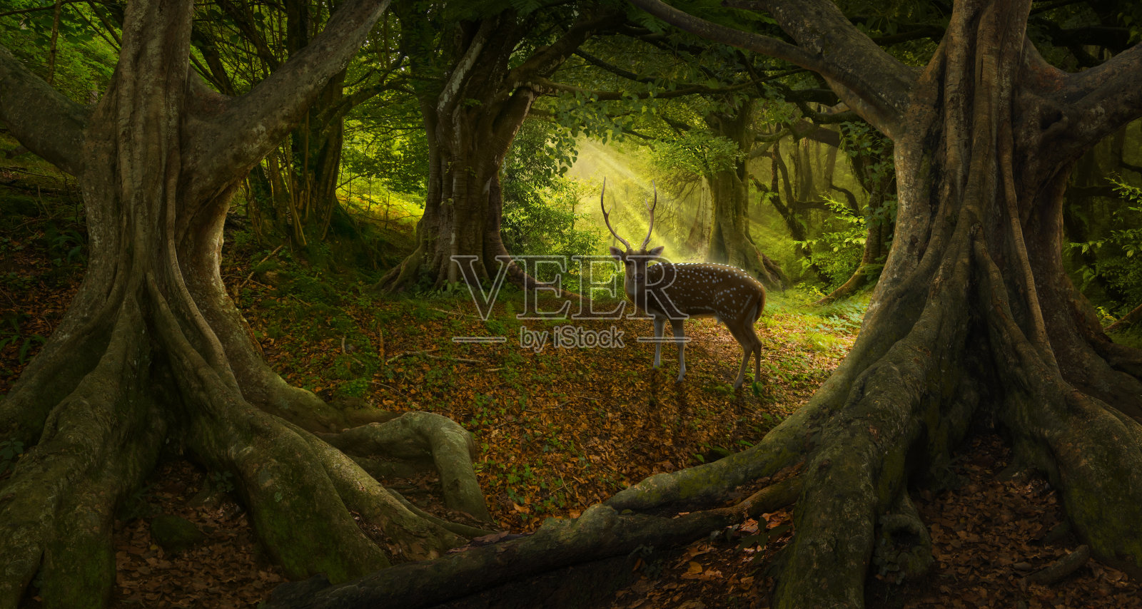 秋天有鹿的热带森林照片摄影图片