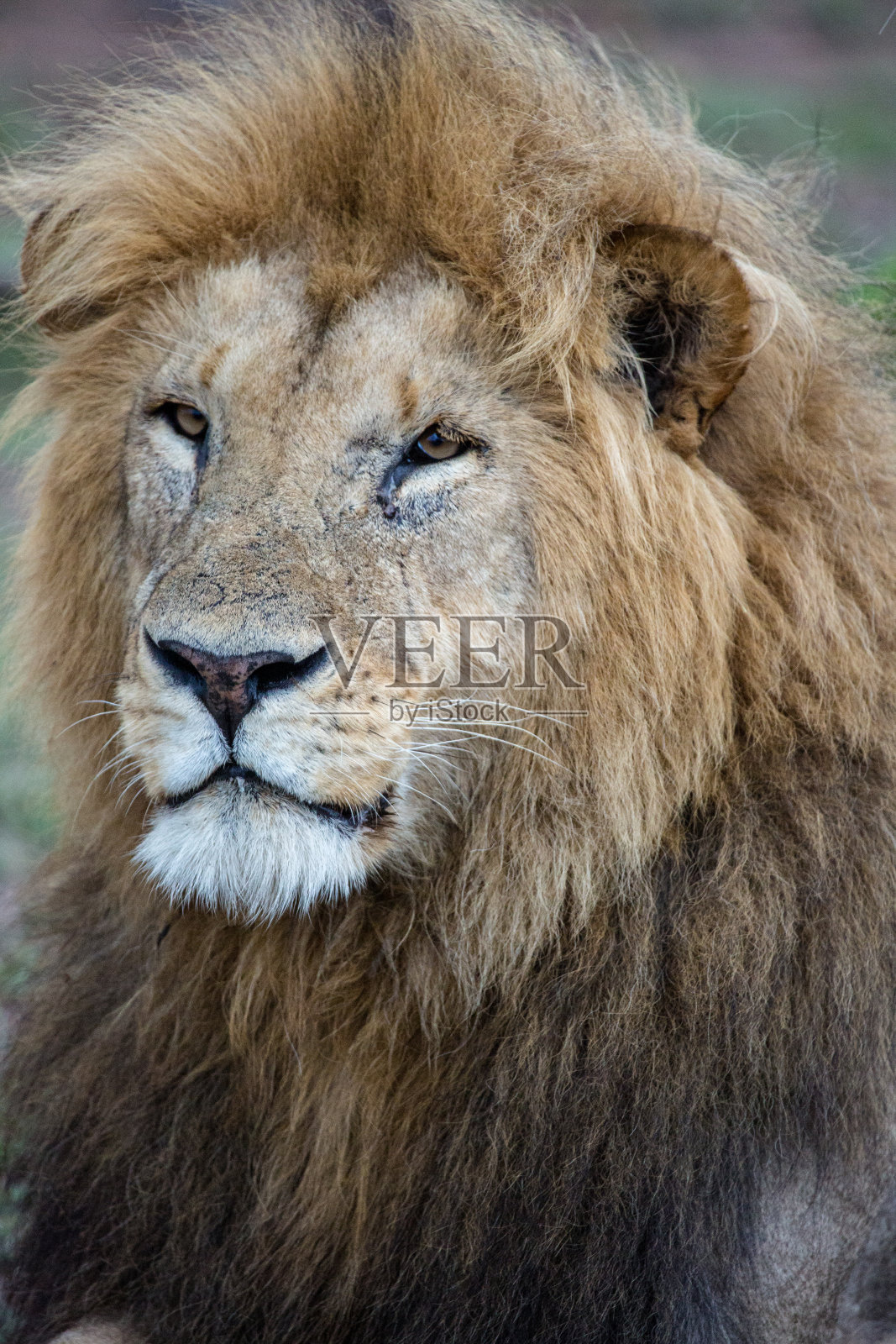 雄狮与鬃毛肖像照片摄影图片