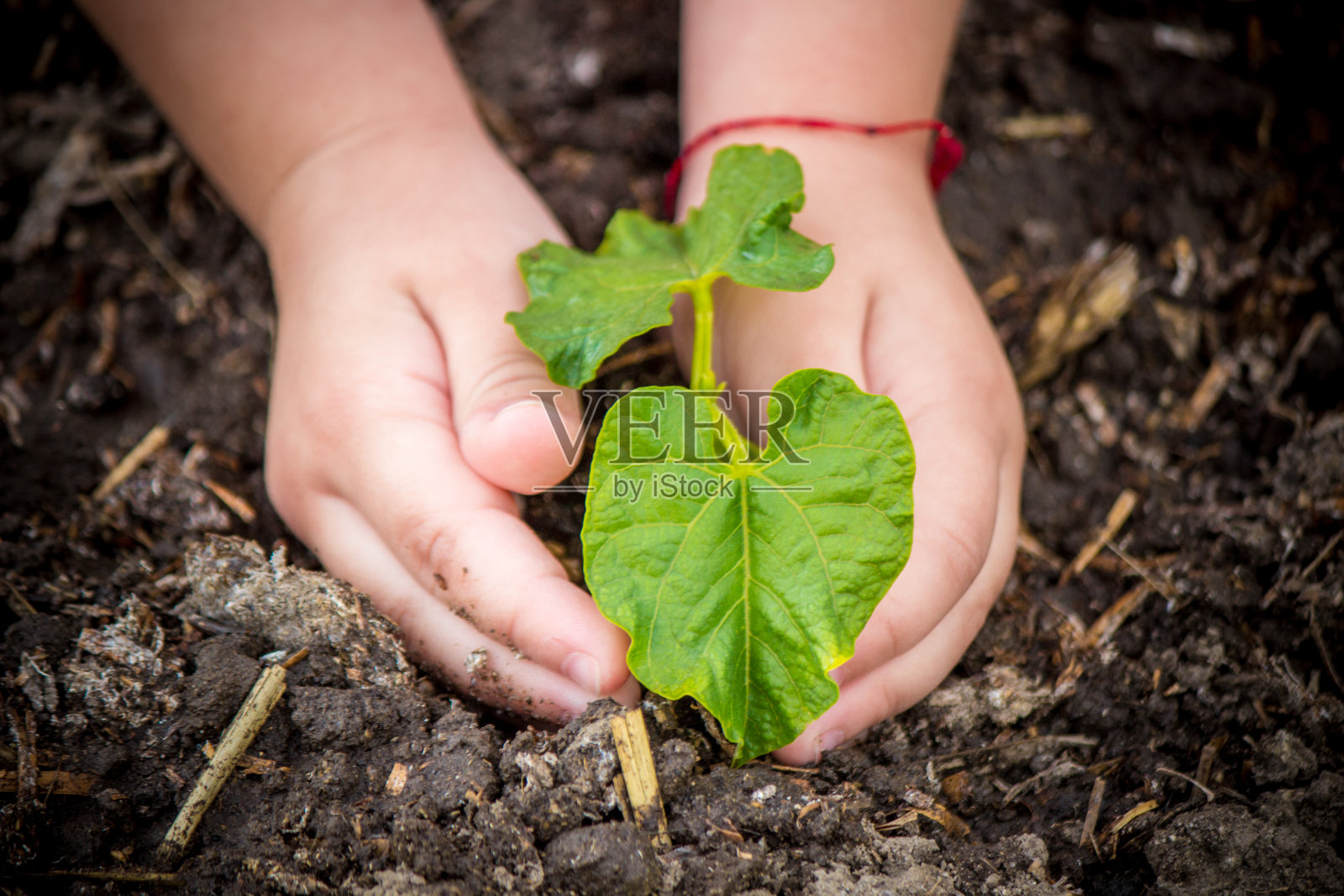 关心新生活。浇灌幼苗。孩子的手。有选择性的重点。照片摄影图片