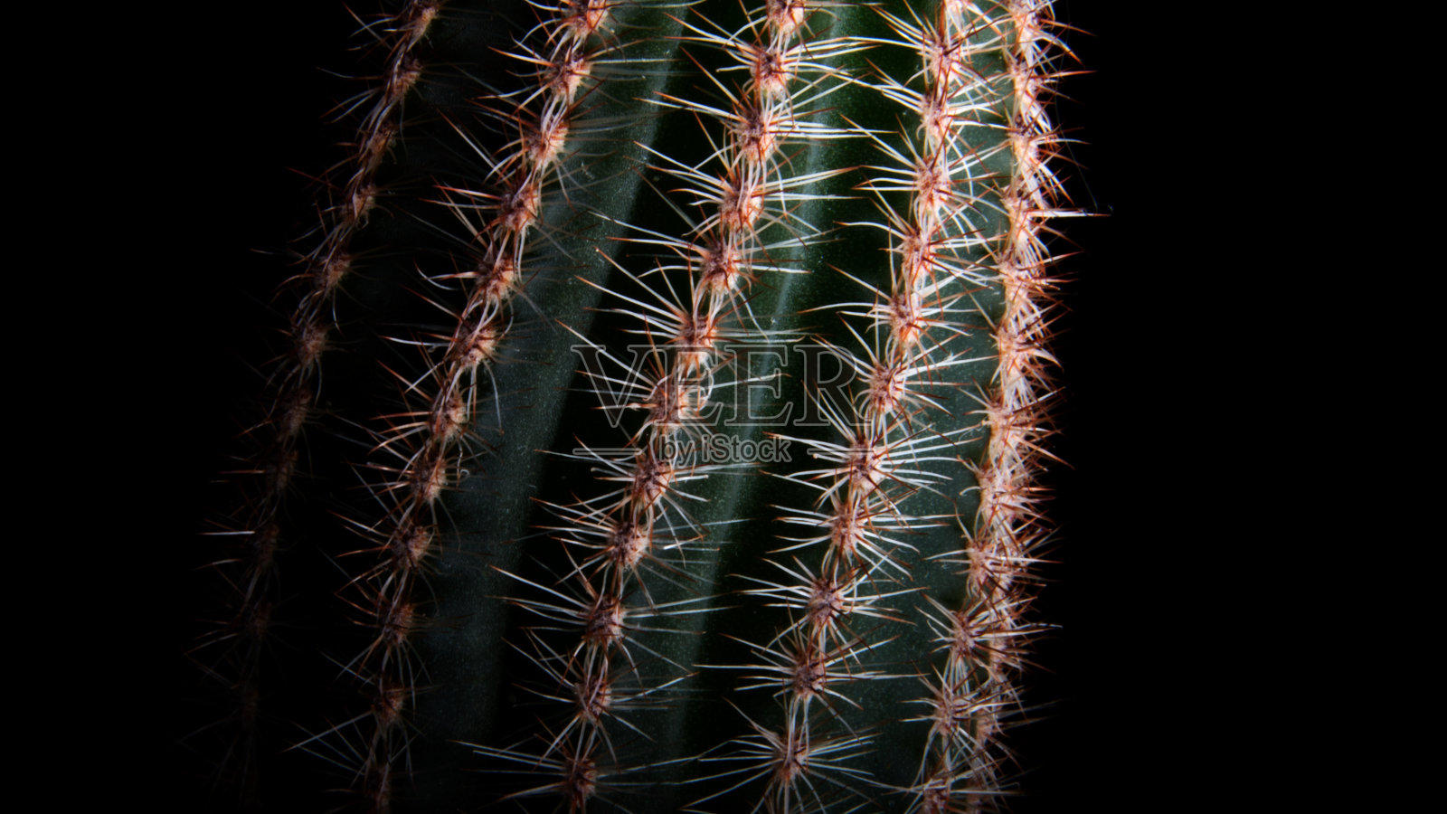 宏仙人掌04照片摄影图片