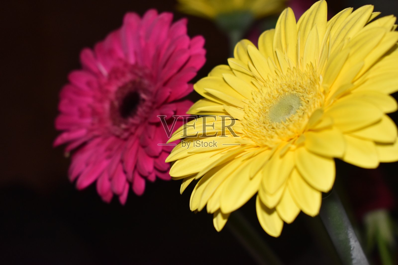 黑沙鼠照片摄影图片