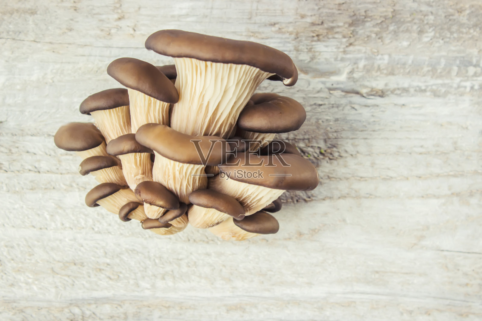 木色背景上的平菇。有选择性的重点。照片摄影图片